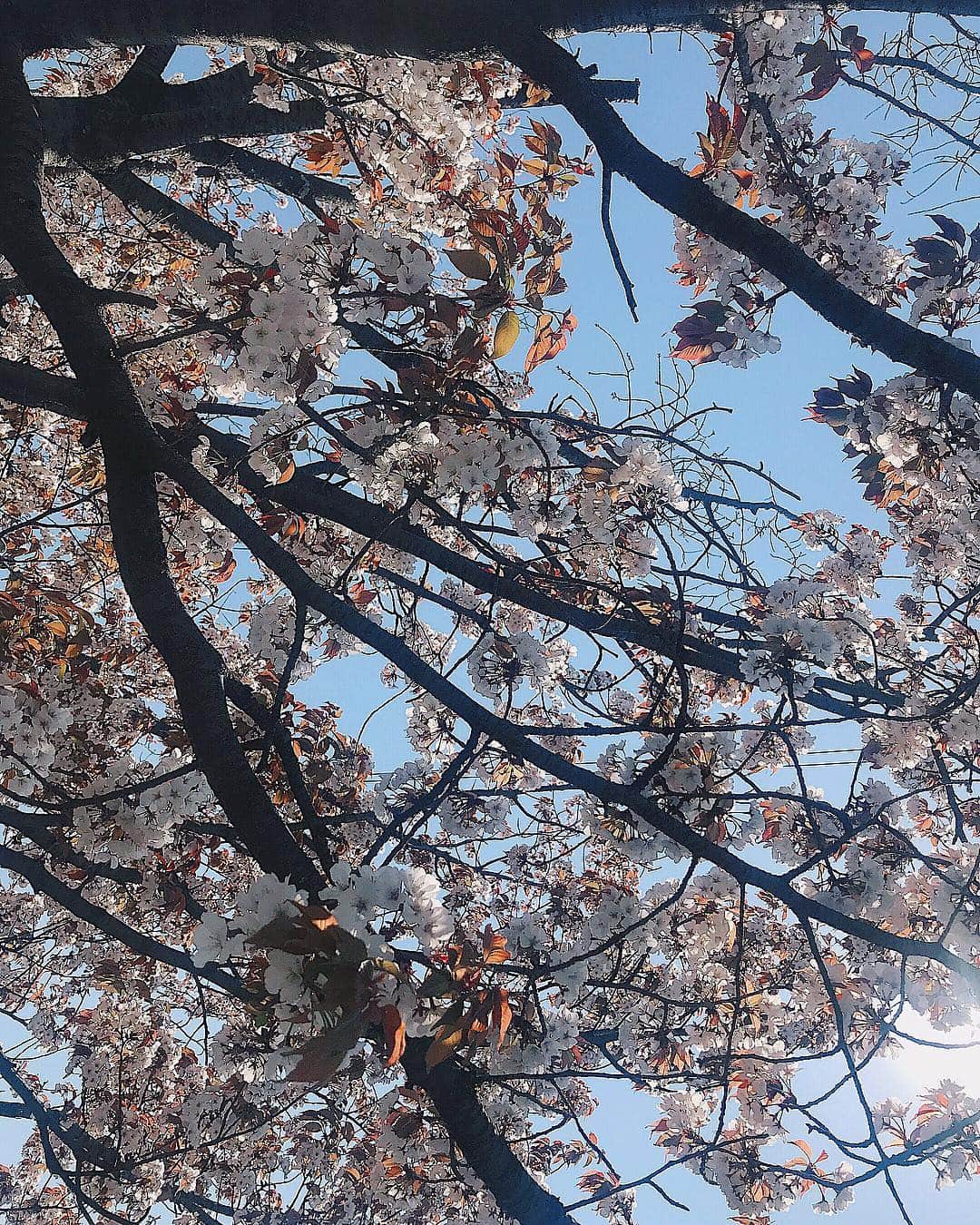 池田真子さんのインスタグラム写真 - (池田真子Instagram)「． ． ． #桜 #春 #癒し  #sakura #spring #flower #instagood #love #working #walking #daytime #photooftheday #sakura🌸」4月12日 22時59分 - mako_ikeda