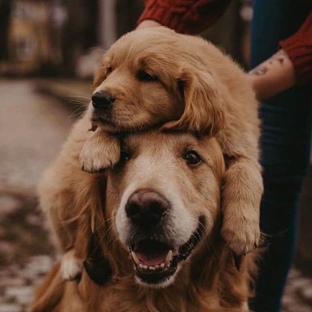 DogsOf Instagramのインスタグラム：「Golden pile // 📸 @julia_and_goldens  #dogsofinstagram」