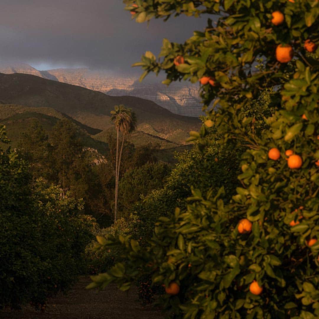 Vogueさんのインスタグラム写真 - (VogueInstagram)「Ojai is the only place in the world where pixies are grown. The citrus fruit is native to this region, but is actually the result of science, not nature. Researchers at the University of California Riverside developed it inside a lab in the 1950s, and released the hybrid crop to the public in 1965. However, due to the fruit’s asymmetrical shape and irregular picking season, experts never thought pixies would hold commercial value.  Boy, were they wrong.  Tap the link in our bio to read more. Photographed by @nhmcelroy」4月12日 23時09分 - voguemagazine