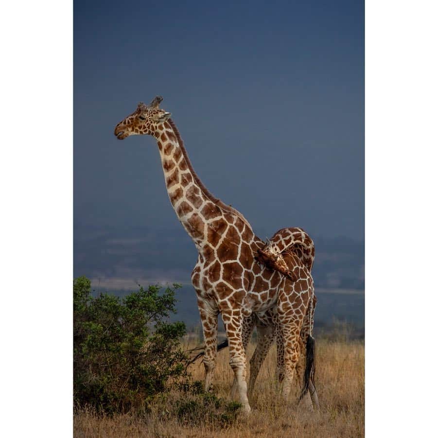 National Geographic Creativeさんのインスタグラム写真 - (National Geographic CreativeInstagram)「What's your favorite photo? Check out what caught our eye in this week's selection of #WhatWeLiked from the Image Collection editors | #BirdMigration by @ronan_donovan | #Giraffe by @robindmoore | #Svalbard by @andy_mann | #WestPalmBeach by @raymondgehman」4月12日 23時11分 - natgeointhefield