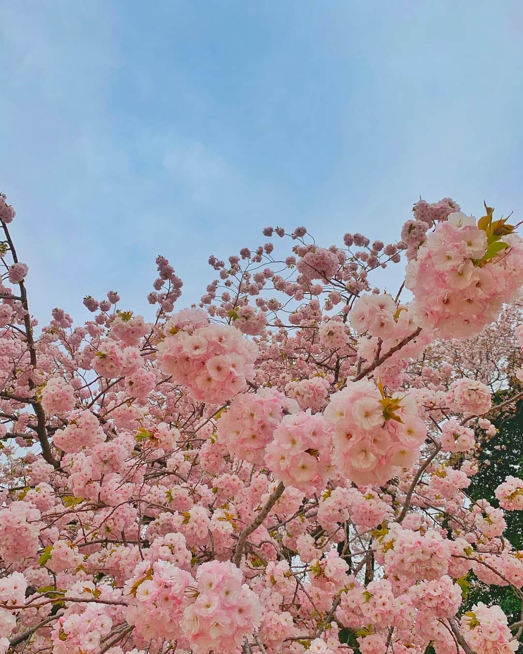 野崎萌香さんのインスタグラム写真 - (野崎萌香Instagram)「来年も桜の木下で 笑顔で会えますよに🌸🌸🌸」4月12日 23時18分 - moeka_nozaki