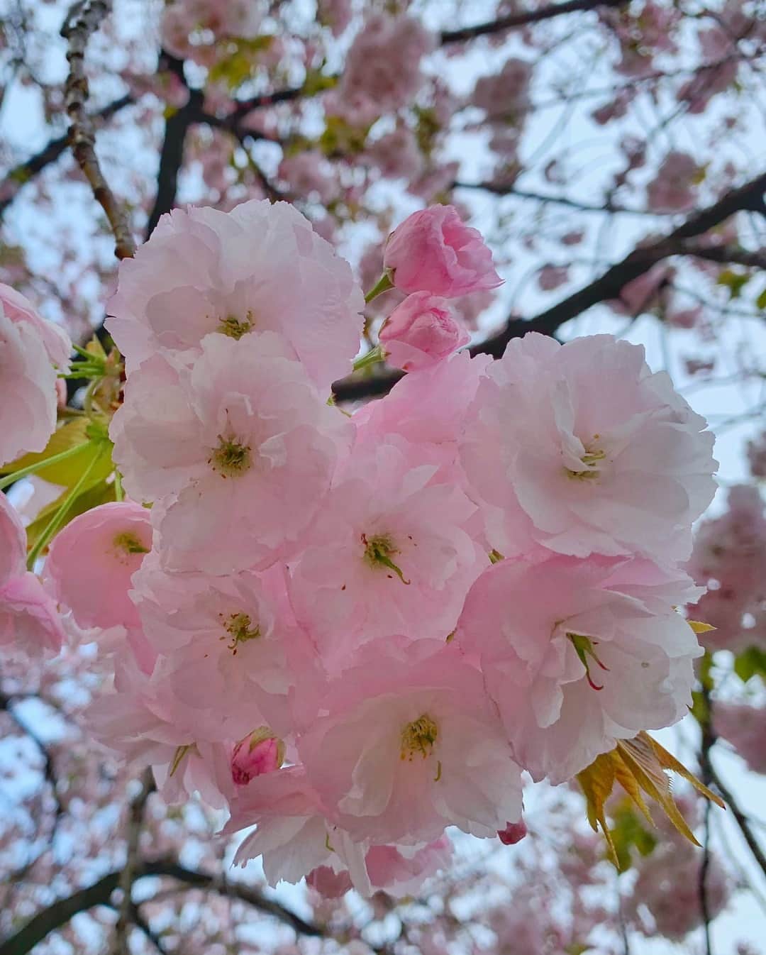 野崎萌香さんのインスタグラム写真 - (野崎萌香Instagram)「来年も桜の木下で 笑顔で会えますよに🌸🌸🌸」4月12日 23時18分 - moeka_nozaki