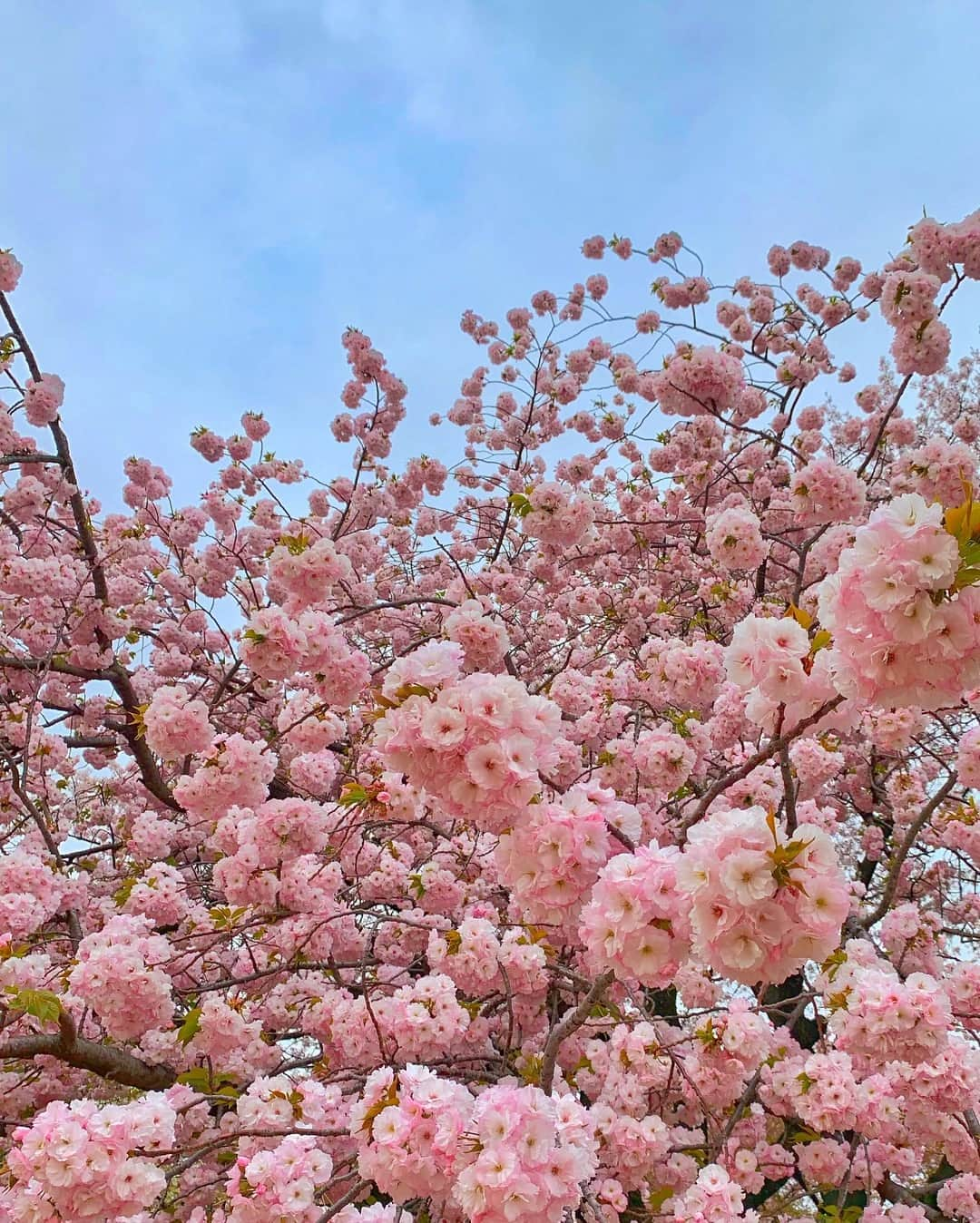 野崎萌香さんのインスタグラム写真 - (野崎萌香Instagram)「来年も桜の木下で 笑顔で会えますよに🌸🌸🌸」4月12日 23時18分 - moeka_nozaki