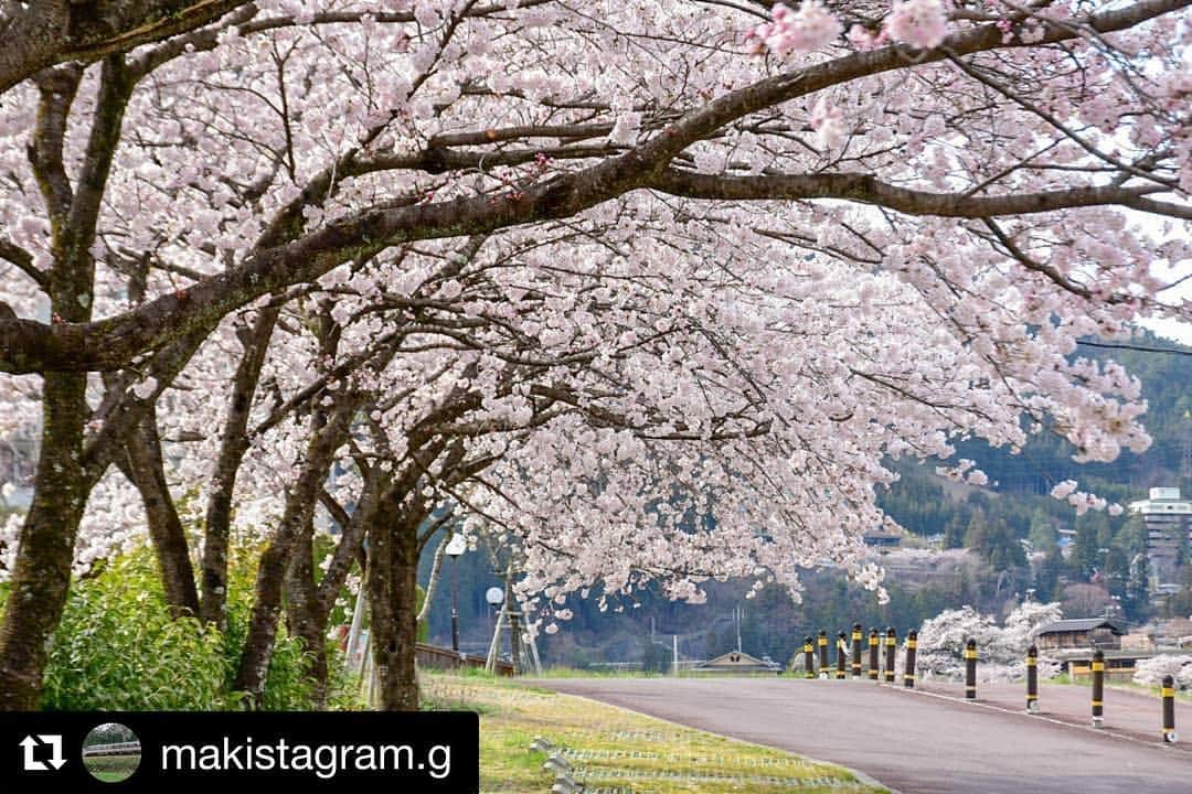 Gero City【下呂市公式アカウント】さんのインスタグラム写真 - (Gero City【下呂市公式アカウント】Instagram)「#Repost @makistagram.g with @get_repost ・・・ #しらさぎ緑地公園 いつもは駐車場ですが、車が入れないようになってるので、ゆっくり見られます🌸  #桜#満開#岐阜県#下呂#下呂温泉 #gerostagram#下呂アンバサダー#岐阜県インスタ部#bestphoto_japan#visit_tokai#visitjapanjp#ファインダー越しの私の世界 #Nikon#light_nikon #instagramjapan#Japan #はなっぷ#私の花の写真」4月12日 23時33分 - gerostagram