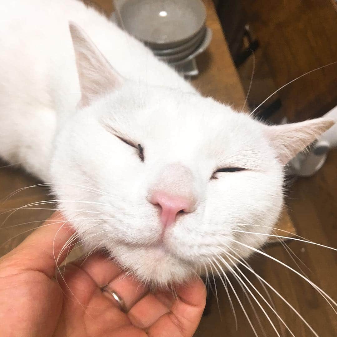 のインスタグラム：「お客様が帰って甘えてくるハクとお客様の前に連れ出されたハクです。1年週1通ってるスタッフにも幻の猫と言われるハク……。 #kurohakuchai #cat #猫 #白猫 #whitecat」
