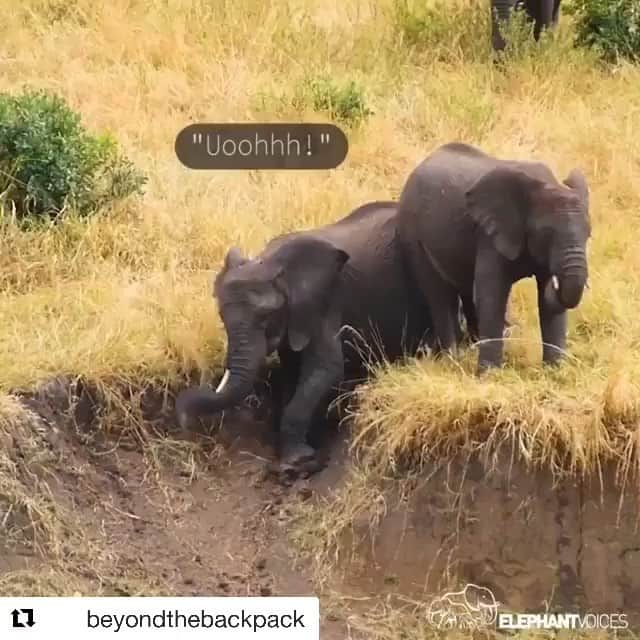 ブリアナ・エヴィガンのインスタグラム：「#Repost @beyondthebackpack with @get_repost ・・・ This is likely the best thing you’ll see all day! Thank you @mishajannard for sharing I’m dying... this is THE BEST. 🐘💨❤️ 🎥 @elephantvoices」