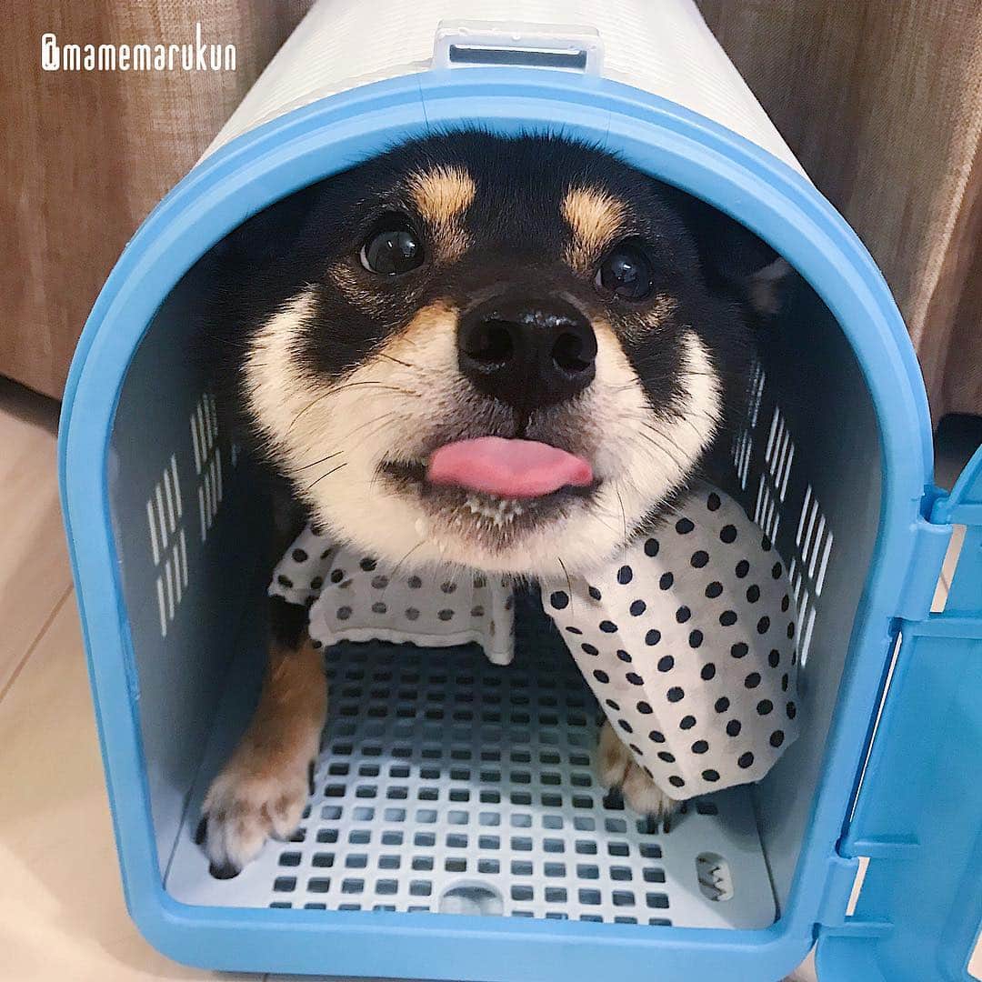 まめ丸のインスタグラム：「* * 【 金曜日の #居酒屋まめ丸 🐶🍺】 * 今日はさむいから、 『こしつ』で一緒にぬくぬくしよー🐶💓 #お口になにかついてるのはナイショ🐶👅 * 【Taverna“MAMEMARU”🐶🍺】 All yogurt on the table have gone. Who's been eating them on the sly❓ * #まめ丸店長のおくちについてるシリーズ  #ヨーグルト店長 * #柴犬#豆柴#柴#黒柴#犬#shiba#shibainu#shibastagram#shibadog#puppy#instadog#dogstagram#dog#instashiba#petstagram#pet#buzzfeedanimals#cute#cutedog#강아지#멍스타그램#weeklyfluff#worldofcutepets#まめ丸の別荘#映画ペット2キャンペーン#いぬのきもち賞」