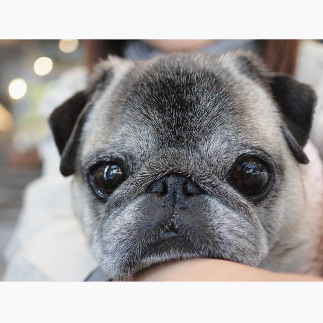 八兵衛のインスタグラム：「Hachibei😊 * * * * #ほぼ黒パグ #おじいちゃん犬 #パグ #pug #puggy #puglife #puglove #petstagram #pugstagram #pugsofinstagram #pugs #dog #ふわもこ部  @igersjp #IGersJP #east_dog_japan #pecoイヌ部 #八兵衛 #はちべえ #朝ワンコ夕ニャンコ #starbucks #starbuckscoffee #犬とカフェ」