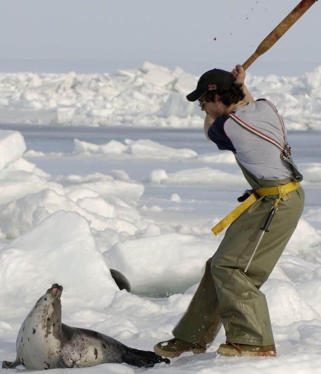 のインスタグラム：「Repost from @karmagawa BREAKING: Canada’s annual cruel commercial seal slaughter has opened and will turn Canada’s East Coast bloody with the carcasses of baby seal pups with 97% of the pups being less than three months old! The Canadian government actually regulates these barbaric hunts where seals are killed with wooden clubs, hakapiks (large ice-pick-like clubs) and guns — and the killing process is demonstrably cruel because the main sealskin processing plant in Canada deducts $2 from the price they pay for the skins for each bullethole they find, therefore sealers are loath to shoot seals more than once. This seal hunt on the East Coast is not to be confused with the Inuit hunt in the North that provides food, clothing and other necessities of life, while this hunt is cruel, unnecessary and wasteful as according to Canada’s Department of Fisheries and Oceans, 92% of the meat from this annual hunt goes wasted. Please share this post with your followers, tag people who need to see it and follow @hsiglobal @peta and @action4ifaw to learn what you can do to help end this barbarism! #savetheseals #seallove #karmagawa」