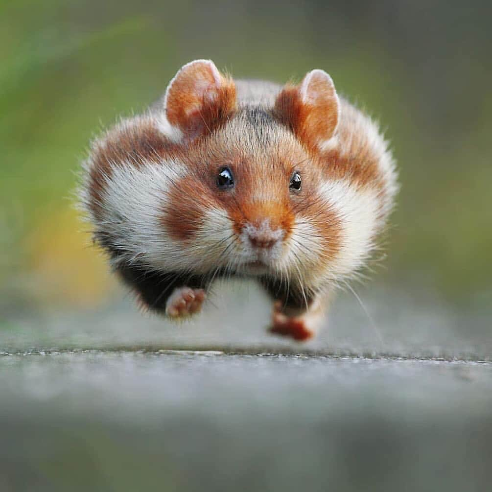 Canon Photographyさんのインスタグラム写真 - (Canon PhotographyInstagram)「On a scale of 1-10, how cute is this running hamster 🐹 ? Let us know down below!  Photography | @julianradwildlife  Canon 60D + 100-400mm 4.5-5.6 L  1/500 | f/5.6 | ISO1600  #hamster #cute #running #wildlife #wildlifephotography #canon_photos」4月13日 0時19分 - cpcollectives