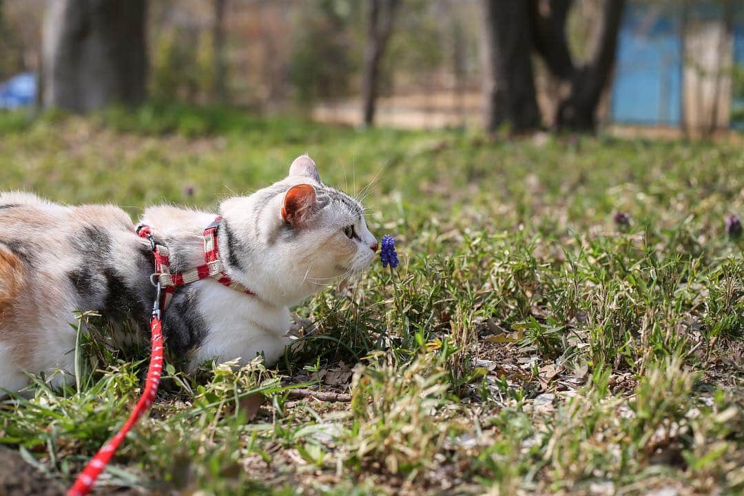 Natsukiのインスタグラム：「ムスカリふにふに(*ΦωΦ*) しらす散歩はなかなか前に進まない(笑)  #cat  #scottishfold  #猫のいる暮らし  #flower」