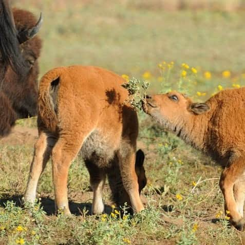 アメリカ内務省さんのインスタグラム写真 - (アメリカ内務省Instagram)「Mid-April brings a burst of wildflowers, choruses of frogs and also-- baby bison! Nicknamed “red dogs” for the reddish color of their coat, #bison calves can weigh anywhere from 30-70 pounds when they’re first born. This time of year offers plenty of tasty #prairie plants for the growing calves. Rocky Mountain Arsenal National #WildlifeRefuge in #Colorado is less than ten miles from downtown Denver and offers a great place to watch our national mammal roam. Photo by U.S. Fish and Wildlife Service (@usfws). #usinterior #springtime #wildlife」4月13日 0時26分 - usinterior