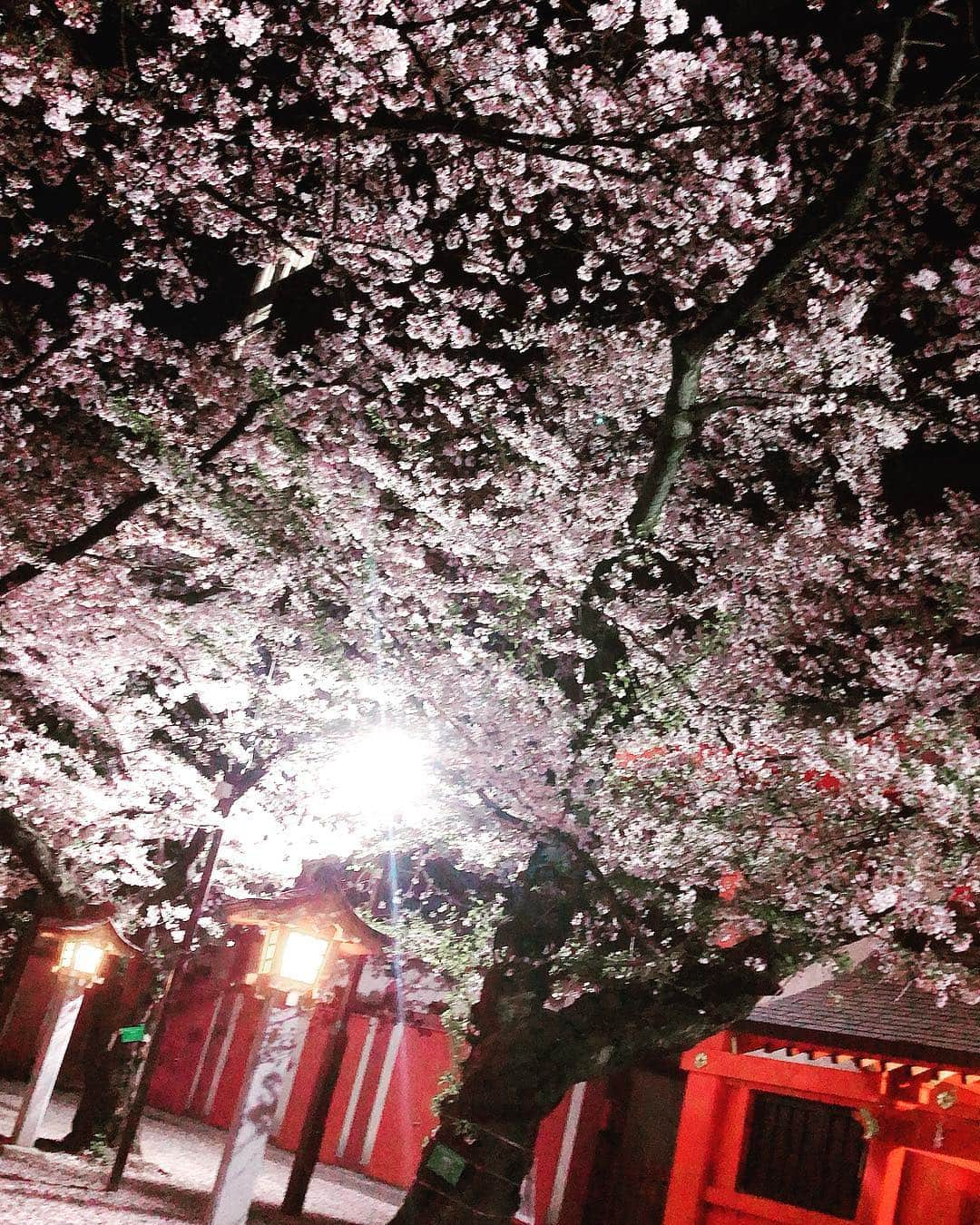 有奈めぐみさんのインスタグラム写真 - (有奈めぐみInstagram)「夜桜。すぐそこには一日中交通量の多い道と凄い人の街があるのに、あの時、あの瞬間は、どこか別世界に行っていたみたい。また来年。 #av女優  #風俗嬢  #平成最後  #花見  #夜桜  #また来年」4月13日 0時32分 - arina_megu