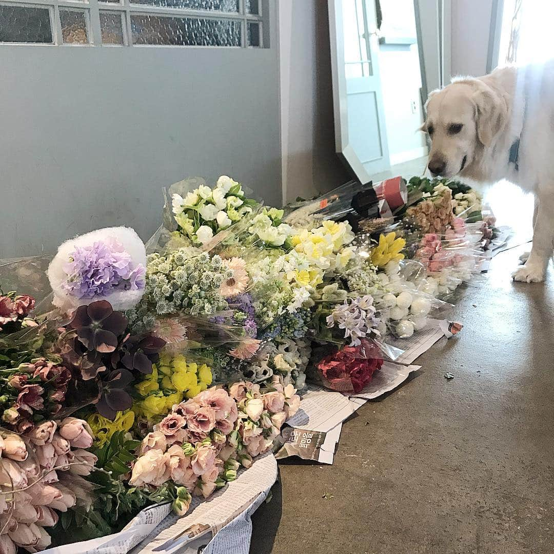 플로리스트 이주연 florist Lee Ju Yeonさんのインスタグラム写真 - (플로리스트 이주연 florist Lee Ju YeonInstagram)「. . 꽃과 나무 💛 . #수업문의 #주문예약 #lesson #Order  Katalk ID vaness52 클래스상시모집 당일꽃주문가능 WeChat ID vaness_flower E-mail vanessflower@naver.com . 강남구 신사동 515-2 📞02-545-6813 . #vanessflower #florist #flowershop #handtied #flowerlesson #花束 #花束包装 #바네스플라워 #플라워카페 #플로리스트 #꽃다발 #부케 #플로리스트학원 #신사동꽃집 #신사역꽃집 #꽃꽂이수업 #플라워레슨 #꽃다발포장법 #꽃수업 #꽃주문 #하우스웨딩 #대관 #카페대관 #강남카페대관」4月13日 0時28分 - vanessflower