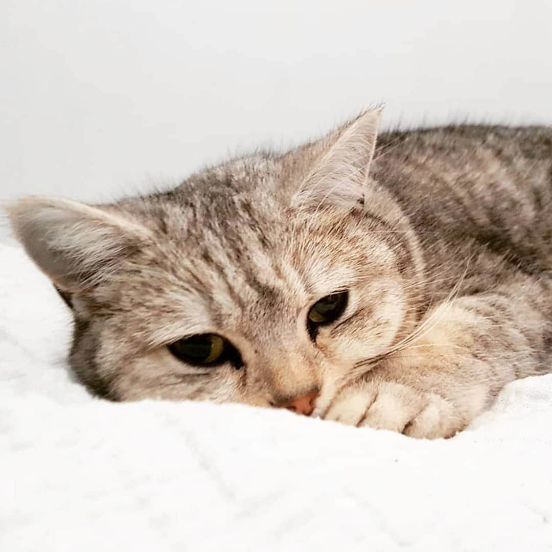 CatStockerのインスタグラム：「Hello! #catstocker is here!  Follow our FURRriend @mr_leoleo_and_friends  Scroll right for more pictures 👉 . . . . .  #cat #neko #mačka #chat #kočka #котка #kotek #kot #кіт #mače #кошка #кот #katze #gato #gatto #kissa #kattunge #猫 #고양이 #貓 #kedi #köttur #kissanpentu #חתול #кішка #gatinho #котенок #gatito #kitten」