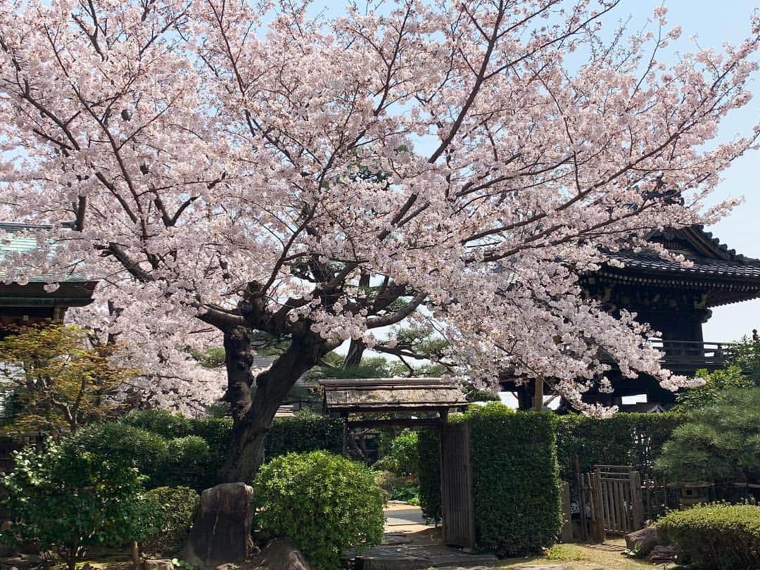 橋本昌彦さんのインスタグラム写真 - (橋本昌彦Instagram)「美は癒し。  #life #感動 #桜#春 #神戸 #kobe #japan」4月13日 0時56分 - masahikohashimoto