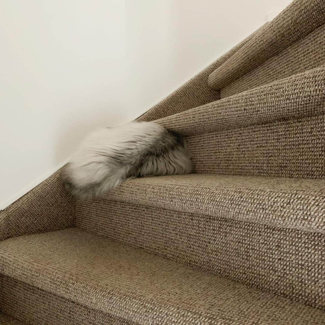 Milkshake the Catさんのインスタグラム写真 - (Milkshake the CatInstagram)「More people scared to walk on a cat in the middle of the night? 😱」4月13日 1時08分 - milkshake.thecat