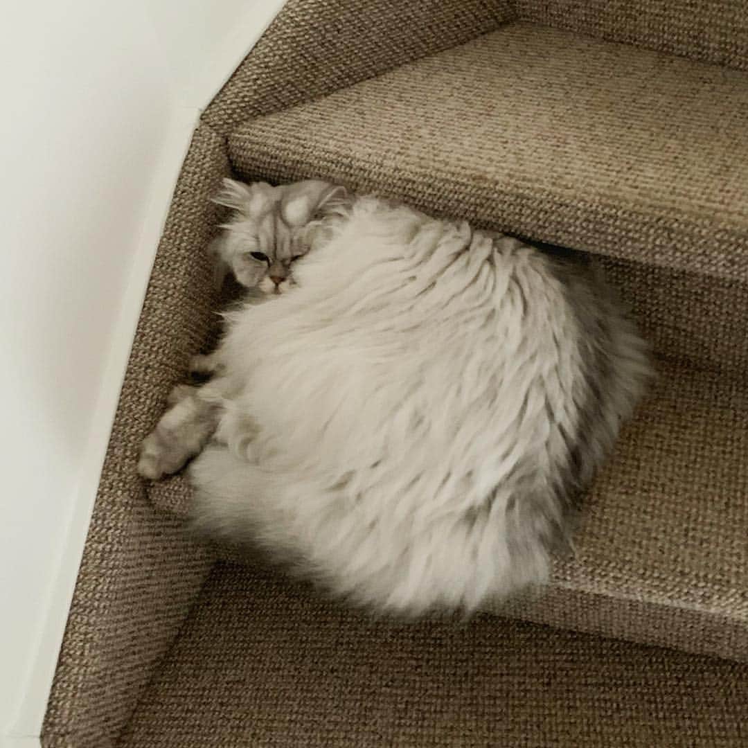 Milkshake the Catのインスタグラム：「More people scared to walk on a cat in the middle of the night? 😱」