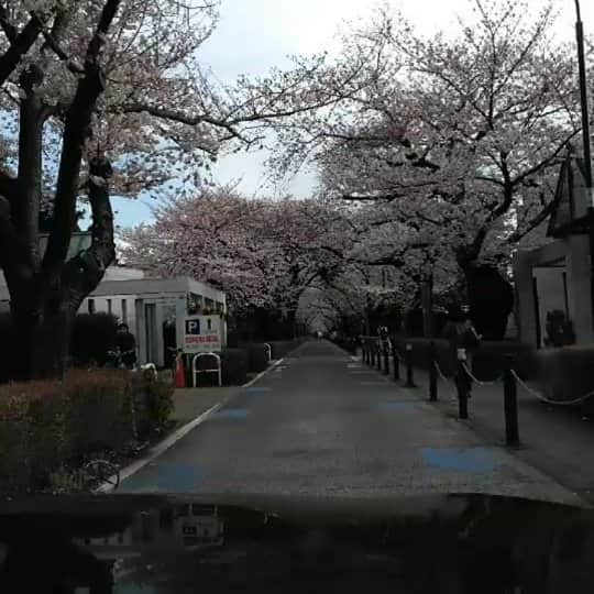 のインスタグラム：「ドライブ花見を楽しみ。しかも、携帯で下手ながら実況撮影もしたのは初めてだわ！ちなみに運転は、私の尊敬する、20歳はお年上。大先輩ながら、お互い気さくに気ままに話せる。永遠に乙女！っつか兄貴よ！(笑)( v^-゜)♪ #ドライブ  #drive  #お花見  #サクラ #桜　 #さくら　 #sakura  #cherrytree #cherryblossomviewing #ホラー漫画家  #山咲トオル  #toruyamazaki #horrorcartoonist」