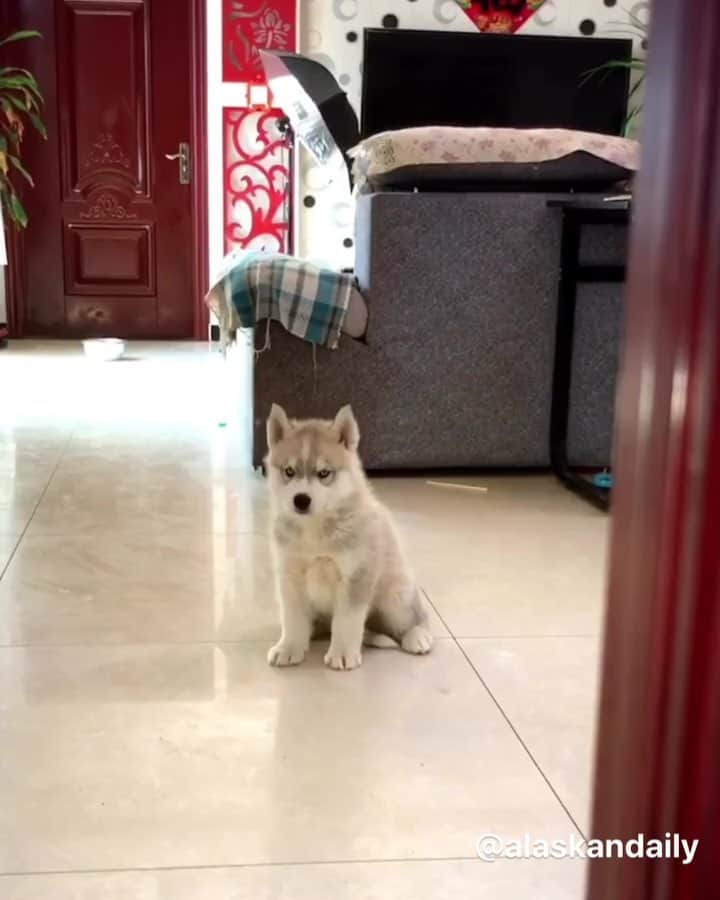 husky and malamuteのインスタグラム：「How time flies. you have grown up.🙈 follow @alaskandaily （Twitter：alaskandaily）for more cute pic and video.😜 ……………………………………………………………… Each video was approved by the original author. But  don't have a Instagram account. We are first one post those video. So watermark credit @alaskandaily ……………………………………………………………… #alaskan#malamute#alaskanmalamute#alaskanhusky#malamutesofinstagram#puppylife#puppylove#puppydog#puppylover#dogdays#malamutepuppy#huskies#huskeypuppy#huskeiesreq#siberian#huskeiesofig#dogslife#dogsofnyc#cutedog#cutedogs#huskeypics#huskeylovers#huskygram#huskeylove#huskiesofinstagram#dogsofnyc#husky#狗」