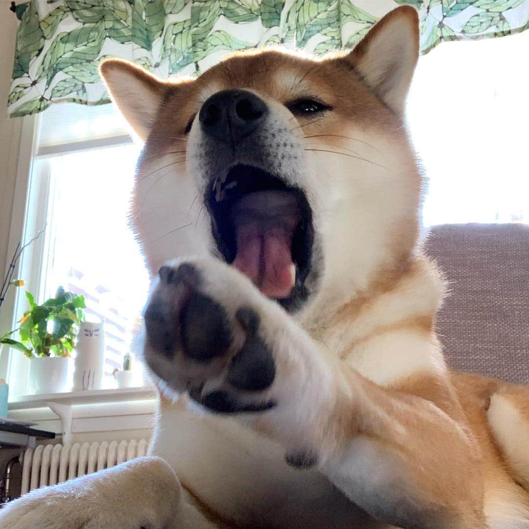 ?Fricko the Shiba Inu?さんのインスタグラム写真 - (?Fricko the Shiba Inu?Instagram)「Stop taking photos all the time😤 🐾 🐾 🐾 🐾 #Fricko #🐶 #☀️ #shiba #shibainu #dog #柴犬 #赤柴  #adorable #shibalovers #shibaholics  #dogoftheday  #weeklyfluff #aww #dogstagram  #dogscorner #puppiesofinstagram #shibapuppy」4月13日 1時26分 - umigiva