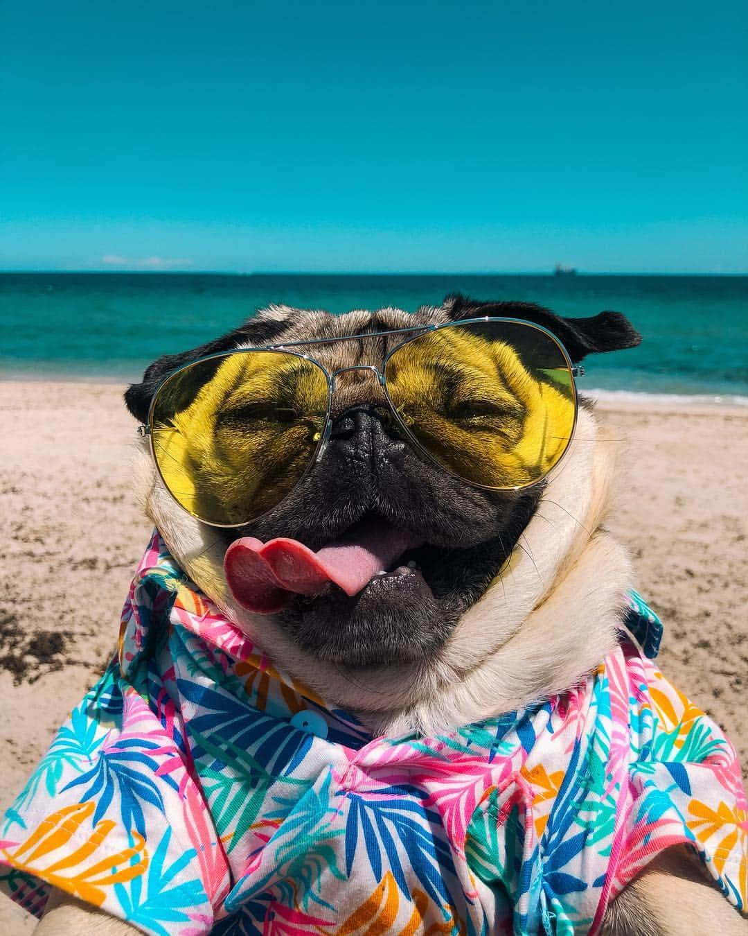 itsdougthepugさんのインスタグラム写真 - (itsdougthepugInstagram)「“I’m feelin’ so cool” -Doug」4月13日 1時35分 - itsdougthepug