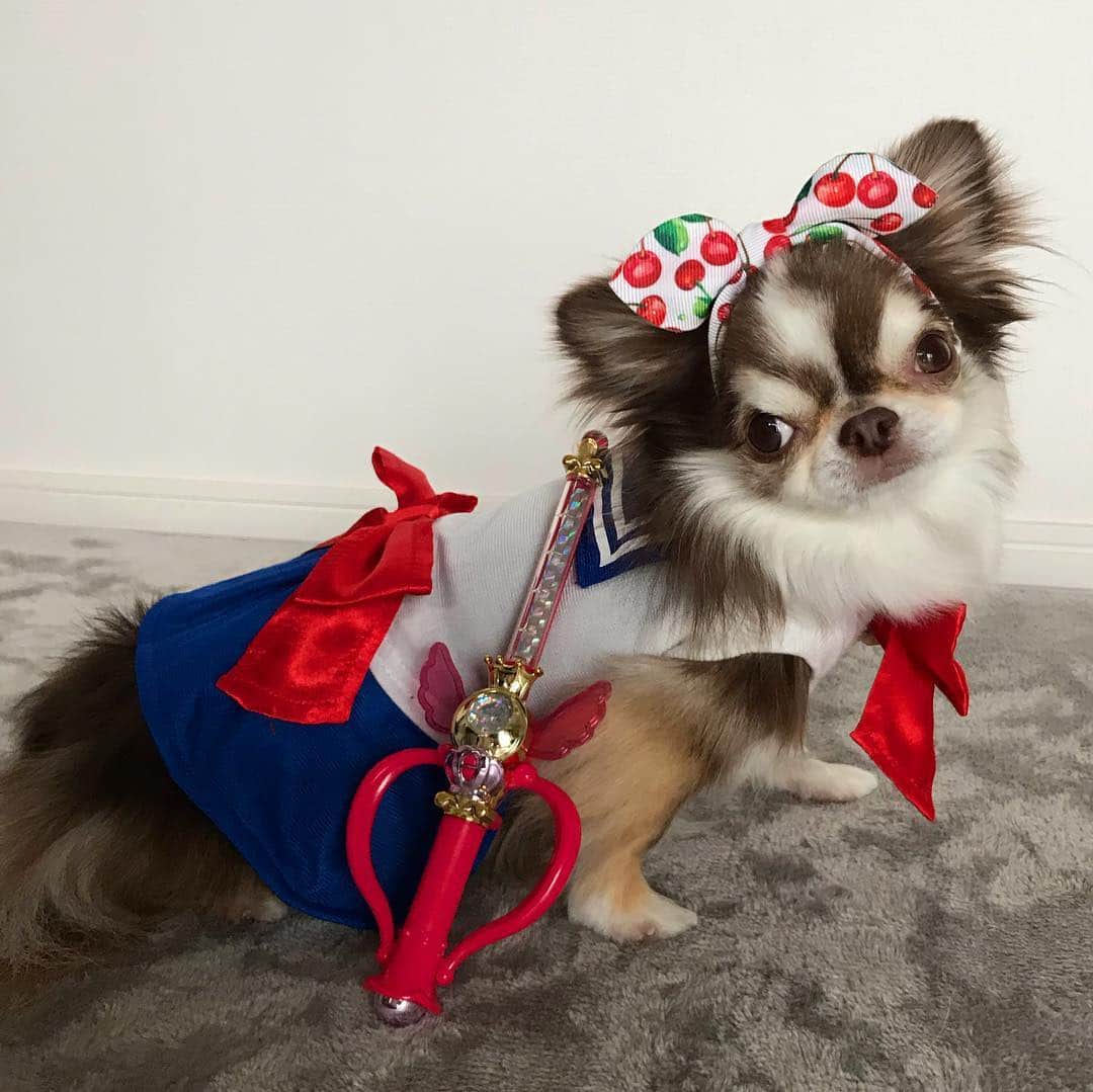 kayoさんのインスタグラム写真 - (kayoInstagram)「* * セーラームーンらいちん😂❤️ * * どーーしても セーラームーン着せてみたくて うららんに脱いでもらった😂 * * Lychee❤️🌙 * * #セーラームーン * #chihuahua#chihuahualove#dogstgram#dog#instadog#チワワ#チワワ大好き * *」4月13日 7時08分 - kayo063