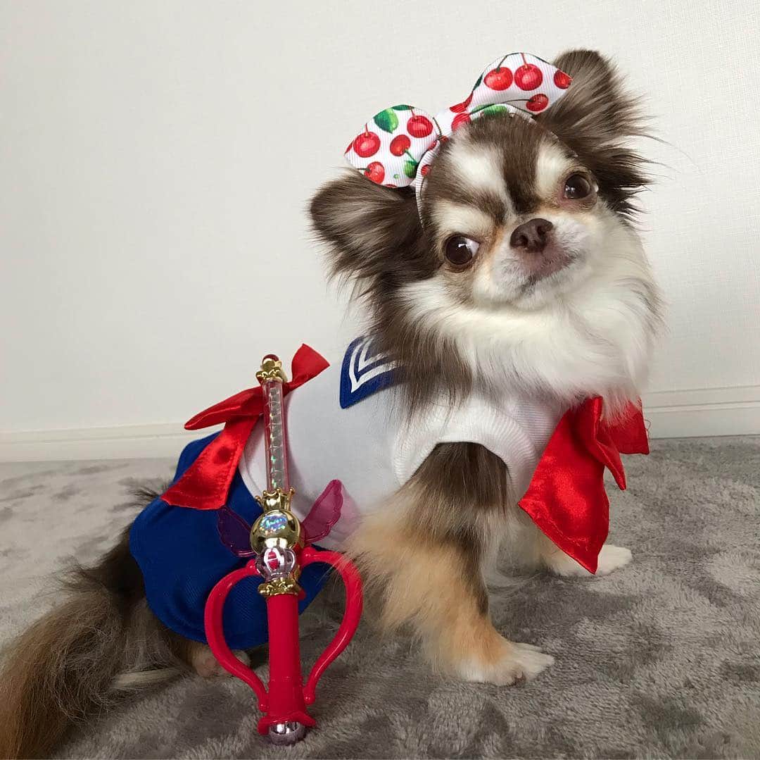 kayoさんのインスタグラム写真 - (kayoInstagram)「* * セーラームーンらいちん😂❤️ * * どーーしても セーラームーン着せてみたくて うららんに脱いでもらった😂 * * Lychee❤️🌙 * * #セーラームーン * #chihuahua#chihuahualove#dogstgram#dog#instadog#チワワ#チワワ大好き * *」4月13日 7時08分 - kayo063