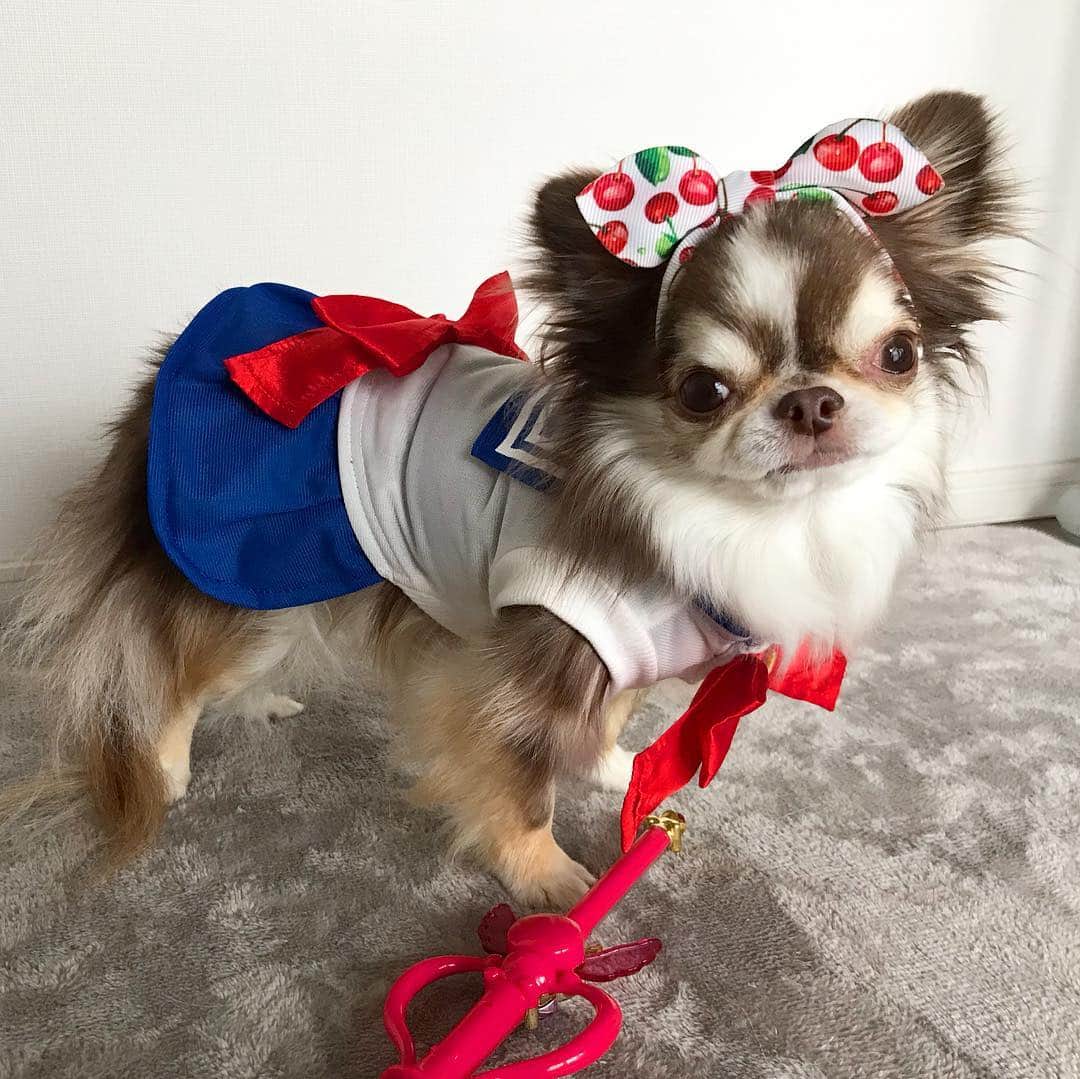 kayoのインスタグラム：「* * セーラームーンらいちん😂❤️ * * どーーしても セーラームーン着せてみたくて うららんに脱いでもらった😂 * * Lychee❤️🌙 * * #セーラームーン * #chihuahua#chihuahualove#dogstgram#dog#instadog#チワワ#チワワ大好き * *」