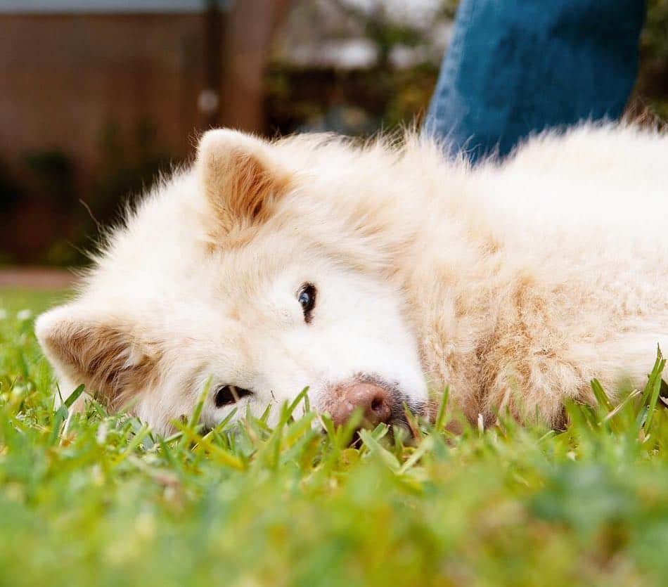 Jazzy Cooper Fostersさんのインスタグラム写真 - (Jazzy Cooper FostersInstagram)「I had the honor to photograph Kai, a rescued Samoyed/chow girl a few weeks ago. Kai joined the other angels last week after spending many great years of life with her Mom, Dad and her sister in this physical world. This pair reminded me of my Jazzy and Cooper a little bit, who might have greeted Kai at the gate. 🌈 The best buds, grey and beautiful. Run free. #lovecontinues」4月13日 1時54分 - bordernerd