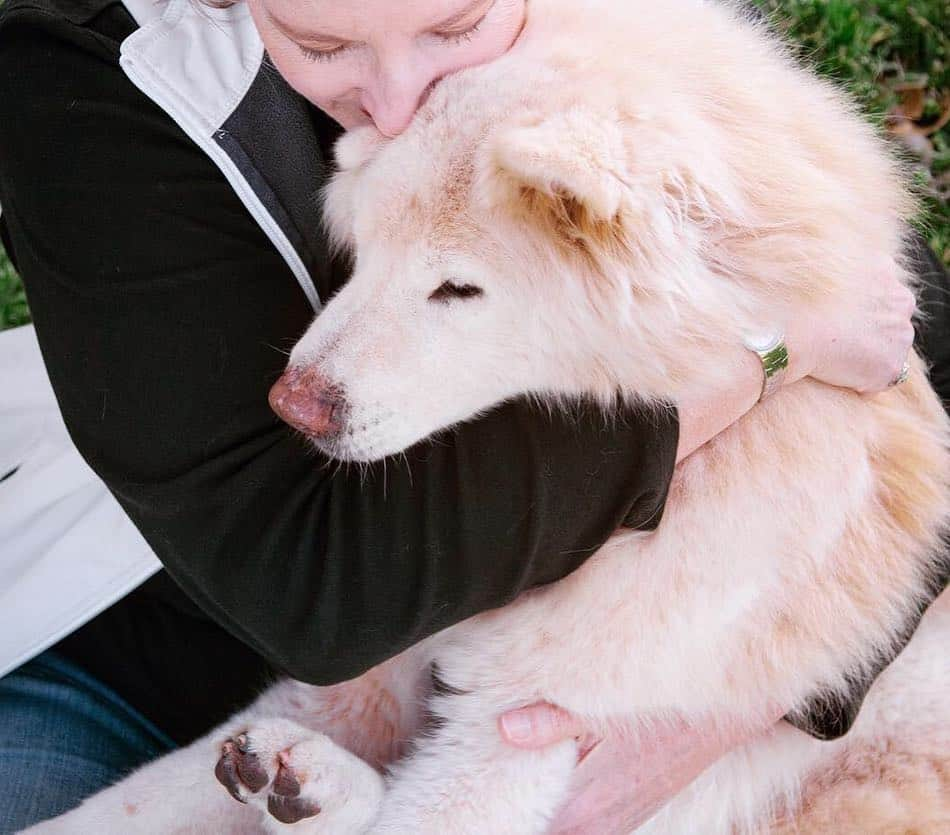 Jazzy Cooper Fostersさんのインスタグラム写真 - (Jazzy Cooper FostersInstagram)「I had the honor to photograph Kai, a rescued Samoyed/chow girl a few weeks ago. Kai joined the other angels last week after spending many great years of life with her Mom, Dad and her sister in this physical world. This pair reminded me of my Jazzy and Cooper a little bit, who might have greeted Kai at the gate. 🌈 The best buds, grey and beautiful. Run free. #lovecontinues」4月13日 1時54分 - bordernerd