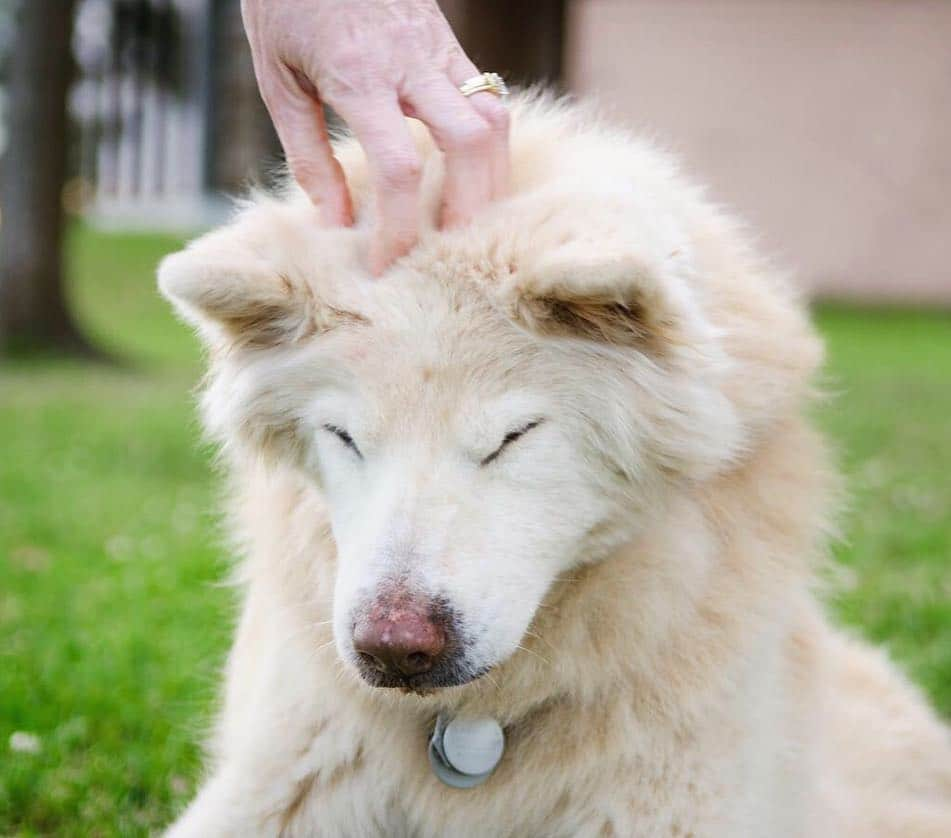 Jazzy Cooper Fostersさんのインスタグラム写真 - (Jazzy Cooper FostersInstagram)「I had the honor to photograph Kai, a rescued Samoyed/chow girl a few weeks ago. Kai joined the other angels last week after spending many great years of life with her Mom, Dad and her sister in this physical world. This pair reminded me of my Jazzy and Cooper a little bit, who might have greeted Kai at the gate. 🌈 The best buds, grey and beautiful. Run free. #lovecontinues」4月13日 1時54分 - bordernerd