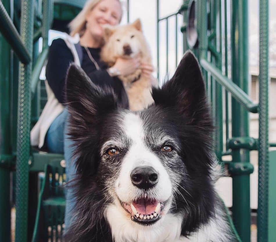 Jazzy Cooper Fostersさんのインスタグラム写真 - (Jazzy Cooper FostersInstagram)「I had the honor to photograph Kai, a rescued Samoyed/chow girl a few weeks ago. Kai joined the other angels last week after spending many great years of life with her Mom, Dad and her sister in this physical world. This pair reminded me of my Jazzy and Cooper a little bit, who might have greeted Kai at the gate. 🌈 The best buds, grey and beautiful. Run free. #lovecontinues」4月13日 1時54分 - bordernerd