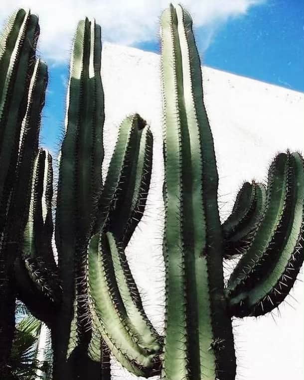 のインスタグラム：「desert vibes 🌵」