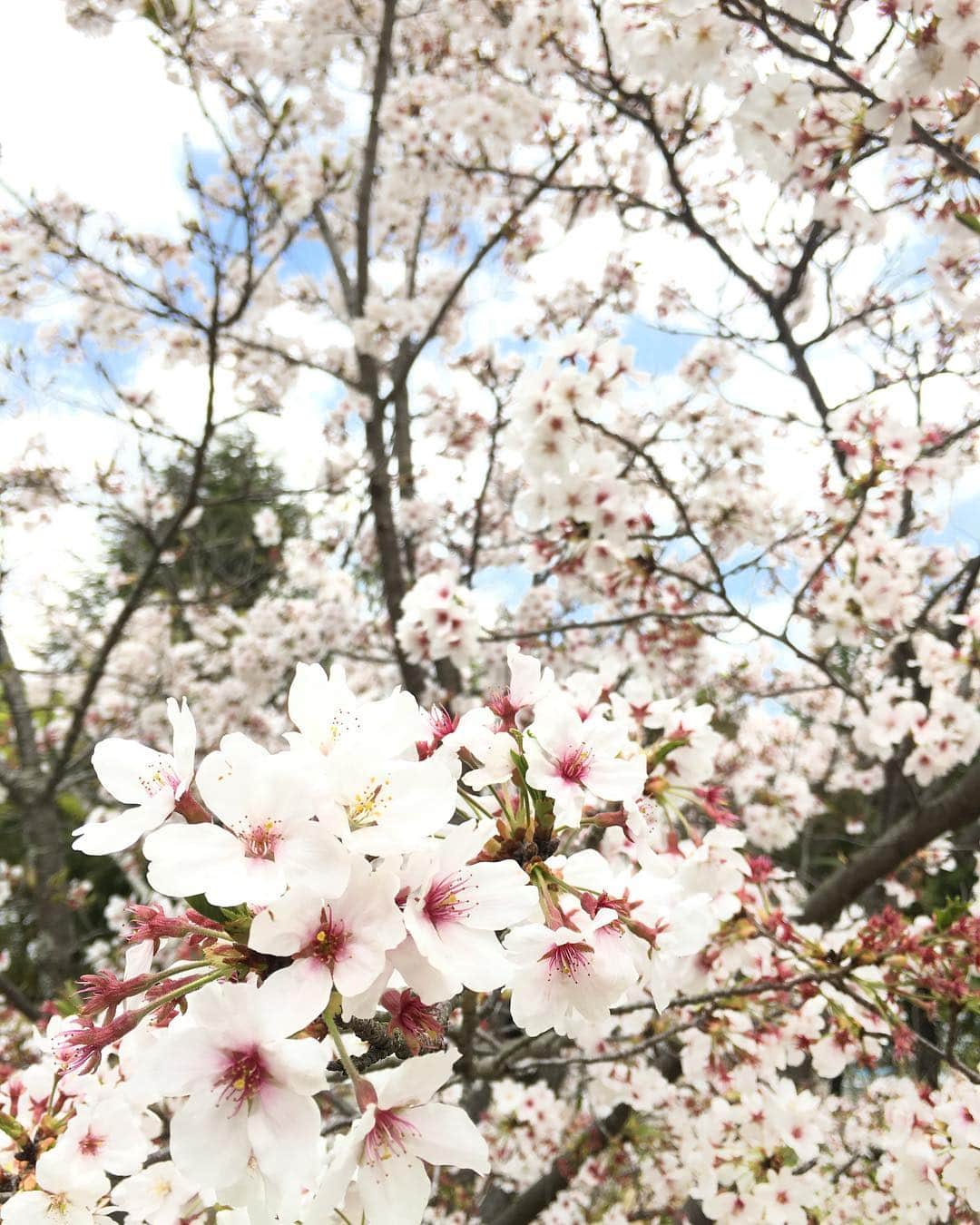 藤井惠さんのインスタグラム写真 - (藤井惠Instagram)「桜🌸  #万能倉 #桜 #cherryblossom」4月13日 2時11分 - megumi_fujii
