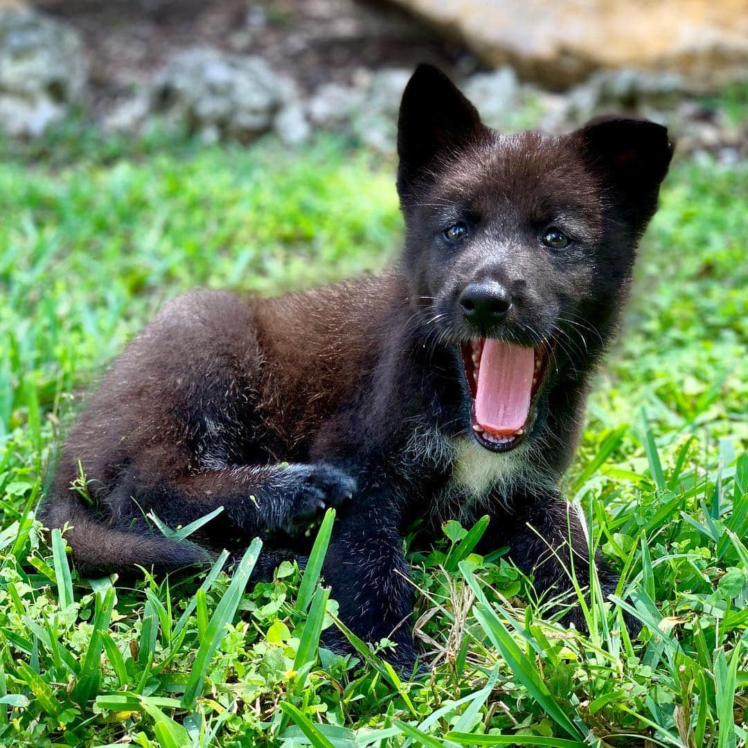 Zoological Wildlife Foundationさんのインスタグラム写真 - (Zoological Wildlife FoundationInstagram)「Meet Nymeria, our six week old Timber Wolf pup❤️ . #wolf #timberwolf #wolfpup #conservationthrougheducation #zwf #zwfmiami」4月13日 2時41分 - zwfmiami