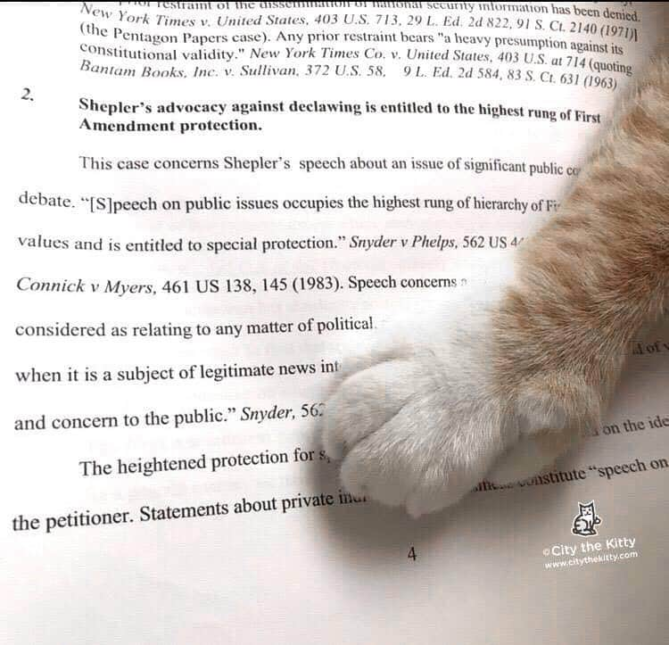 City the Kittyさんのインスタグラム写真 - (City the KittyInstagram)「Happy Flashback Friday! Did you hear how the @aclu_michigan / @aclu_nationwide for the first time EVER, helped a cat keep his constitutional right to free speech in his advocacy against declawing? 😺❤️ YEP.  Guess who that cat was!  You are correct...ME!  If you have 2 minutes I urge you to read this historic Amicus Brief that the ACLU wrote for me. 😺👍🏻 This is huge my friends because it shows that when the pro-declaw side tries to silence us, it is unconstitutional. A declawing vet was the impetus for the PPO. 😾😾😾😾😾 Google “City the Kitty Aclu” to read the ACLU’s brief.  Please support our work on this important cause. We will accomplish our mission with your help! ❤️❤️www.citythekitty.org  #TakeTheHighRoad #educate #aclu #pawsneedclaws #nonprofit #cat」4月13日 3時18分 - citythekitty