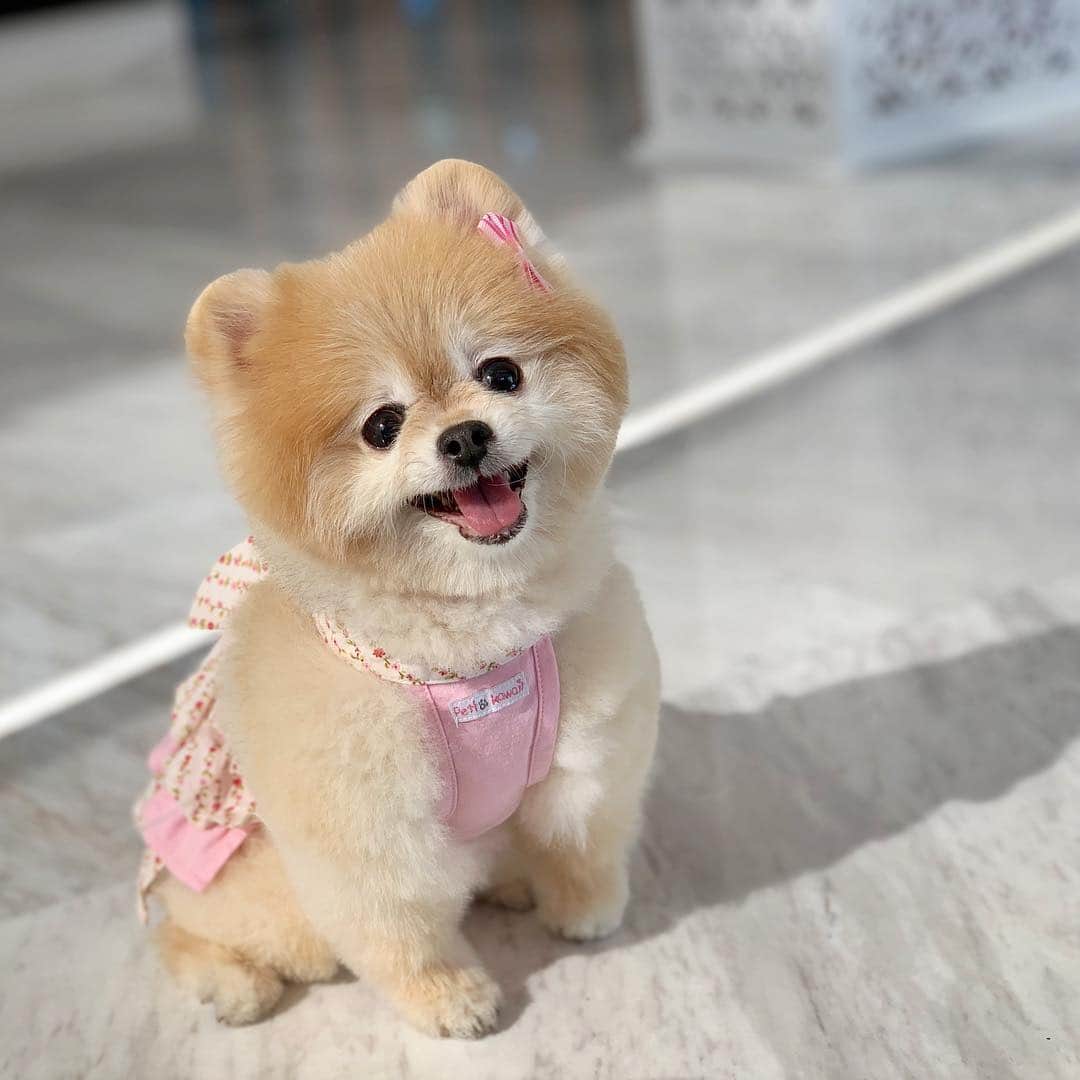 Ella Chuffyのインスタグラム：「Happy National Pet Day and Happy Songkarn to you!!! ❤️🐶💦🔫🏝☀️#nationalpetday #songkarn . . . . . . . #ellachuffy #pet #petstagram #pomeranianpage #pomeraniansofinstagram #teacuppoms #cutedogs #pomeranian_lovers #pomeranianlife #pomeranianworld #teddybeardog #pomeranian #puppylove #aplacetolovedogs #dogoftheday #justpomeranians #dogoftheday #thedailypompom #picoftheday #iflmdog #犬 #狗 #everydaydoglover  #pomeranianww #justpomeranians #bridgetdoodlesdogs」