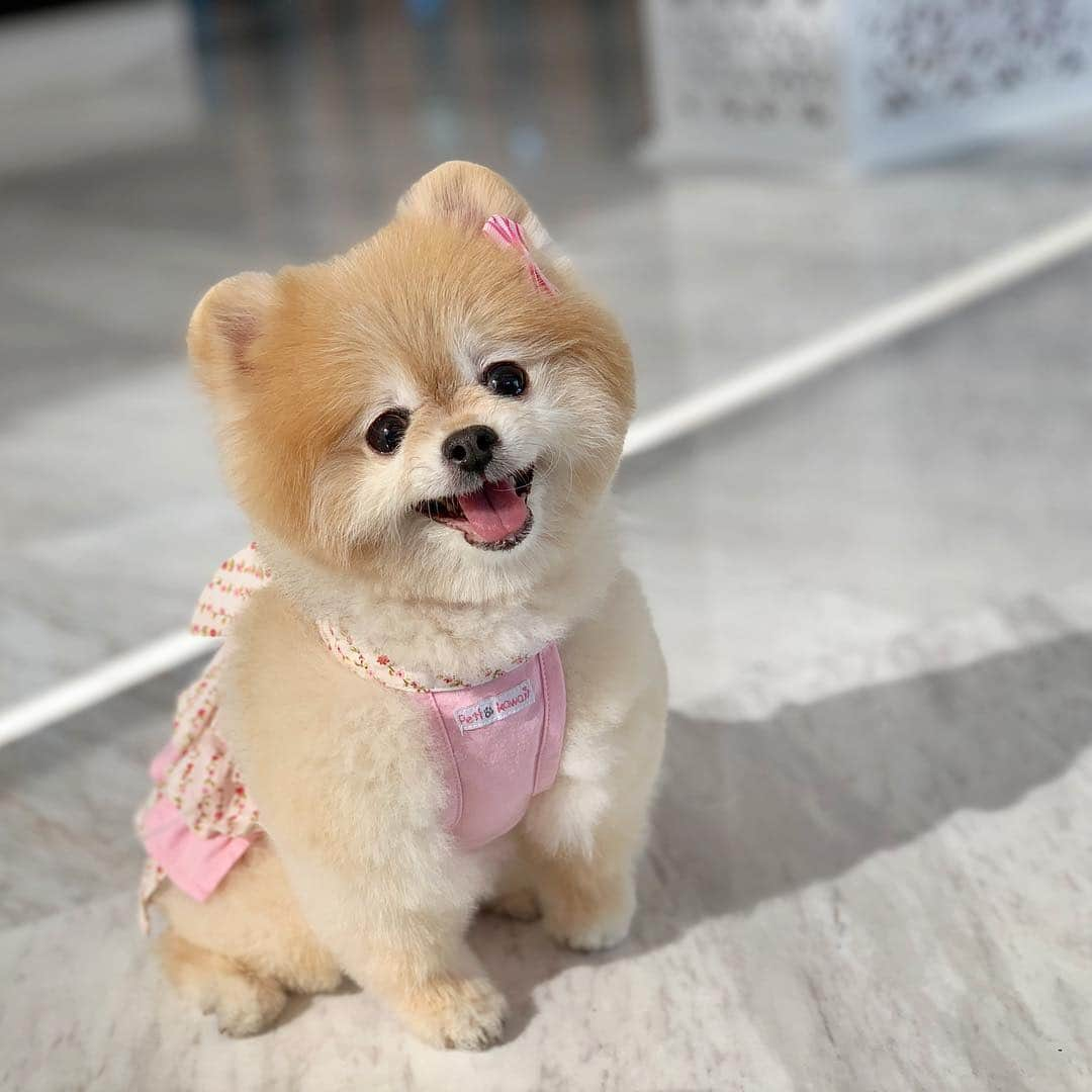 Ella Chuffyさんのインスタグラム写真 - (Ella ChuffyInstagram)「Happy National Pet Day and Happy Songkarn to you!!! ❤️🐶💦🔫🏝☀️#nationalpetday #songkarn . . . . . . . #ellachuffy #pet #petstagram #pomeranianpage #pomeraniansofinstagram #teacuppoms #cutedogs #pomeranian_lovers #pomeranianlife #pomeranianworld #teddybeardog #pomeranian #puppylove #aplacetolovedogs #dogoftheday #justpomeranians #dogoftheday #thedailypompom #picoftheday #iflmdog #犬 #狗 #everydaydoglover  #pomeranianww #justpomeranians #bridgetdoodlesdogs」4月13日 3時25分 - missdiad