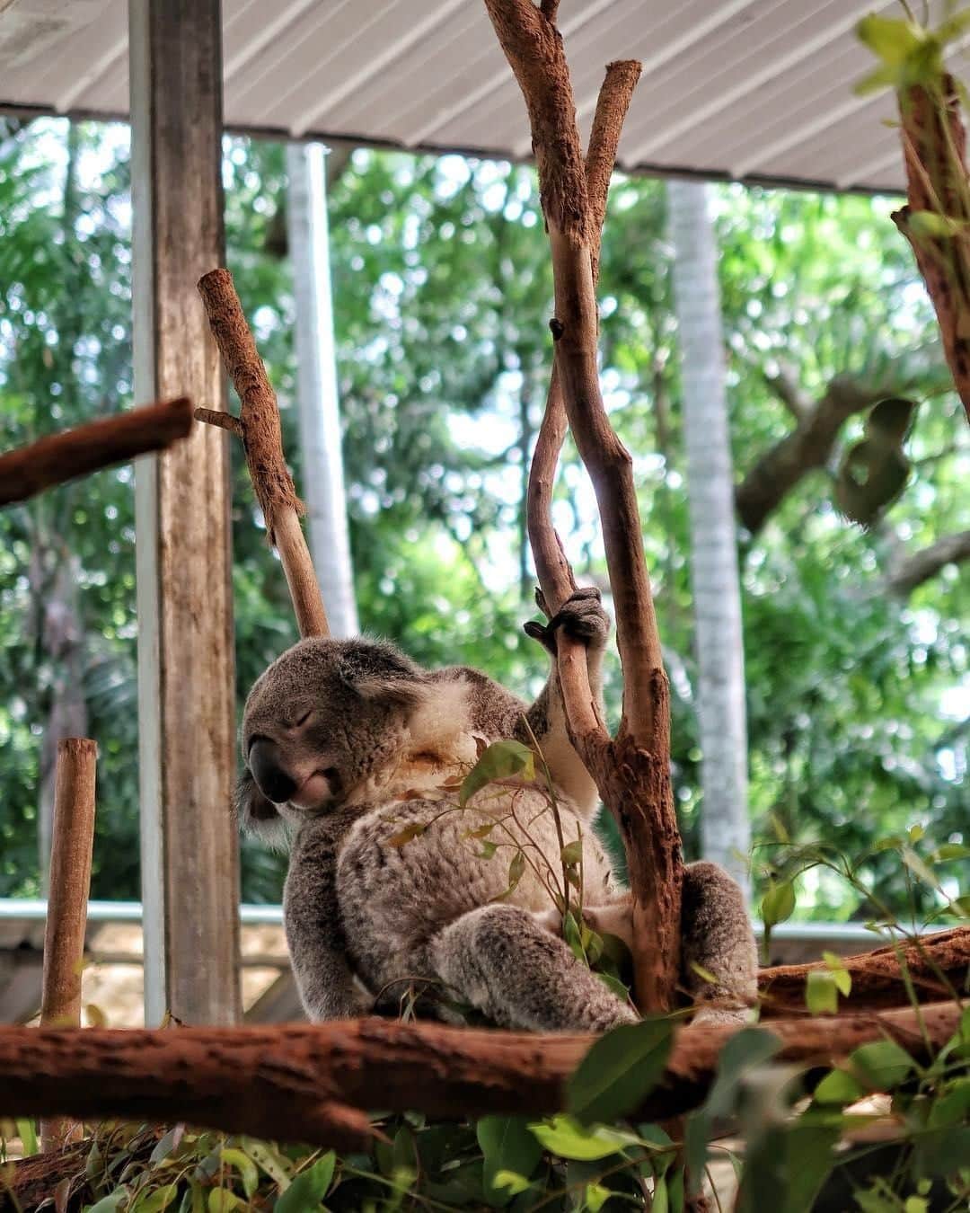 Australiaさんのインスタグラム写真 - (AustraliaInstagram)「When you’ve already hit the snooze button five times… 😴 @roadwayy spotted this sleepy head at @visitbrisbane’s @lonepinekoala Sanctuary, which is the largest #koala sanctuary in the world. This @queensland #wildlife park, which 130 koalas call home, is also one of the few places where you can hold one of these famous fluffy creatures - it's understandably a very popular experience, so make sure you book ahead. An easy 15-minute drive will get you here from the city, but we highly recommend booking a @mirimarcruises trip instead; you’ll get to travel past some of #Brisbane’s most historic landscapes and iconic attractions on their ‘Koala and River Cruise’ package, as you journey down the #BrisbaneRiver.  #seeaustralia #thisisqueensland #visitbrisbane #koala #wildlifephotography #travel」4月13日 4時00分 - australia