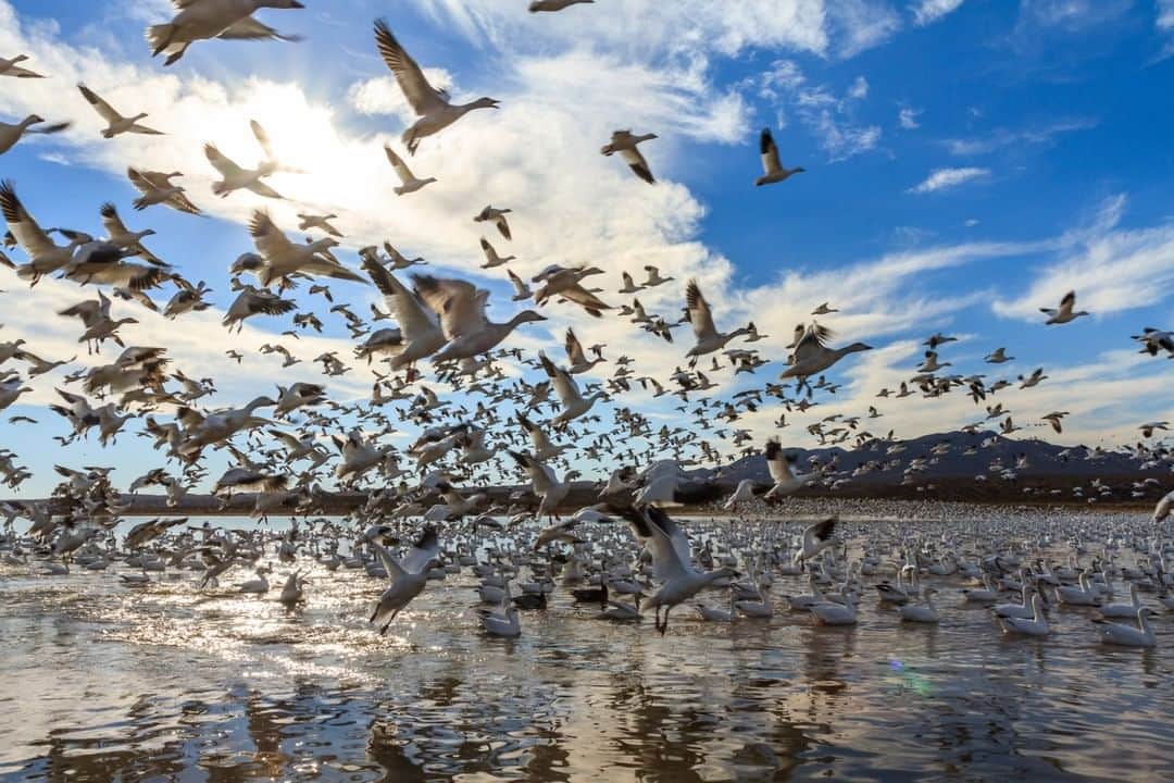 National Geographic Travelさんのインスタグラム写真 - (National Geographic TravelInstagram)「Photo by @ronan_donovan | The spring migration is on! This time of year 10s of millions of winged animals leave their wintering grounds in the southern latitudes and begin their journey north. These snow geese are lifting off from Bosque del Apache National Wildlife Refuge in New Mexico and will travel nearly 3,000 miles to lay eggs in the arctic. This scale of land migration is only possible through the evolution of flight. Nature is incredible. Follow @ronan_donovan to see more images and videos from the migration.」4月13日 4時05分 - natgeotravel