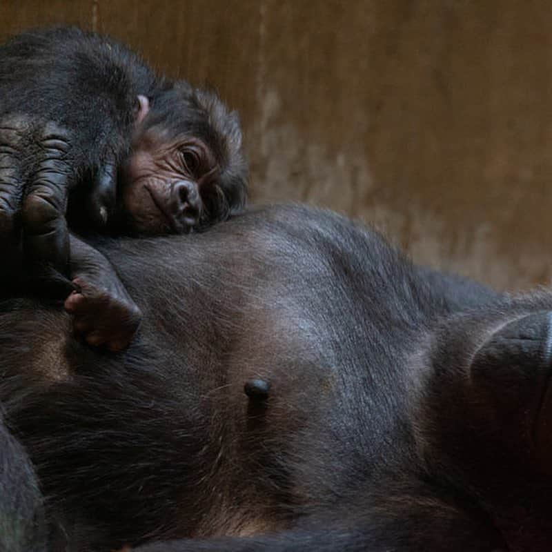 スミソニアン国立動物園さんのインスタグラム写真 - (スミソニアン国立動物園Instagram)「🎉🦍A special someone has a BIG birthday coming up. On Monday, western lowland gorilla infant #Moke will turn 1 year old! 🙌 At 9:30 a.m. April 15, join primate keepers at the Great Ape House as Moke and his troop celebrate this special occasion with plenty of treats and enrichment. ❤️ But first, let's take a look back at some of our favorite Moke moments in our #GorillaStory update: https://s.si.edu/2G9TUbg. (Link in bio.)」4月13日 4時09分 - smithsonianzoo