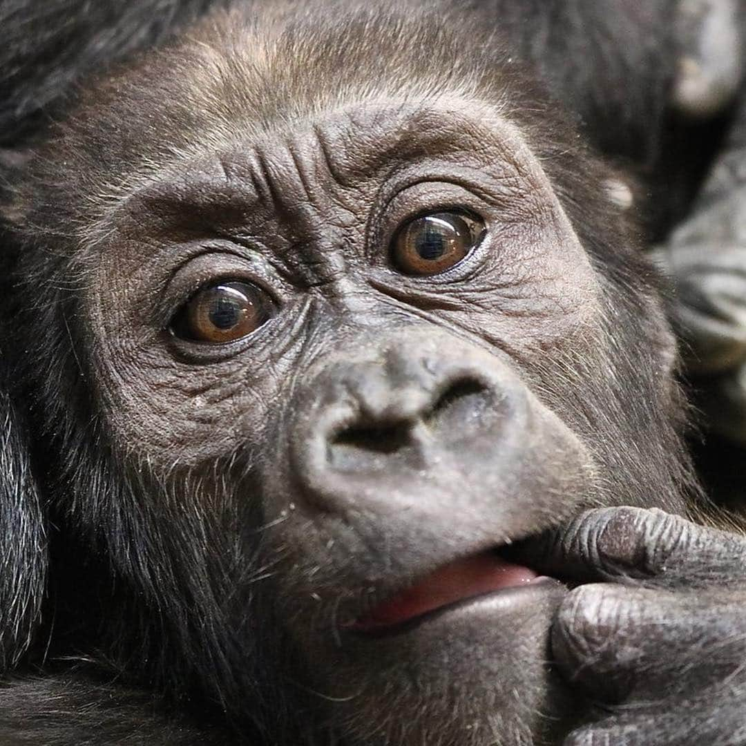 スミソニアン国立動物園さんのインスタグラム写真 - (スミソニアン国立動物園Instagram)「🎉🦍A special someone has a BIG birthday coming up. On Monday, western lowland gorilla infant #Moke will turn 1 year old! 🙌 At 9:30 a.m. April 15, join primate keepers at the Great Ape House as Moke and his troop celebrate this special occasion with plenty of treats and enrichment. ❤️ But first, let's take a look back at some of our favorite Moke moments in our #GorillaStory update: https://s.si.edu/2G9TUbg. (Link in bio.)」4月13日 4時09分 - smithsonianzoo