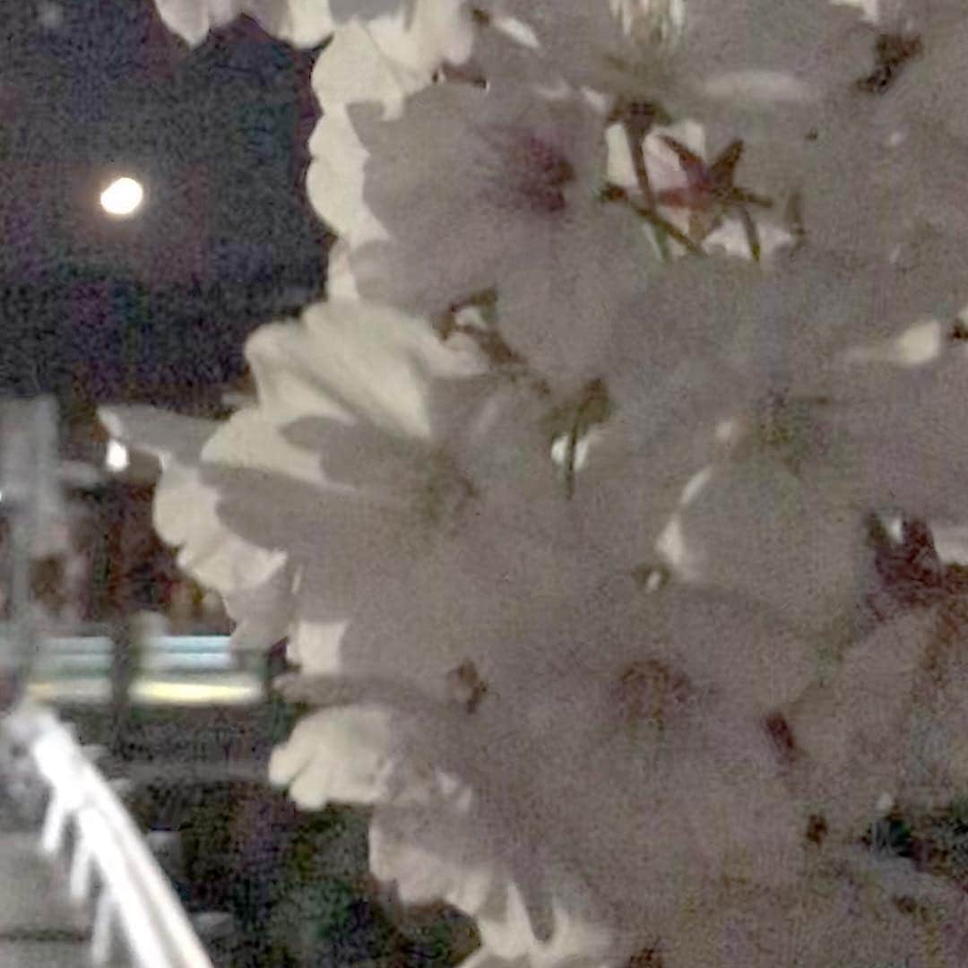 のインスタグラム：「同じ空 違う時間に  あなたをずっと待ち続けて たまった涙に夕焼けが染まって 時間の向こう側で私を待つあなた 私の心が落ち着かないの  同じ空 でも違う時間に 絡まってしまった悲しい私達の愛 私の切実な想い あの月の光に込めて あなたがいる場所を明るく照らせるように  あなたはとてもありがたい人 どんな言葉でも言い表せない私の愛 過ぎ去った月日で傷つきつらくても あなたの胸で私を守ってくれたの  同じ空 でも違う時間に 絡まってしまった悲しい私達の愛 私の切実な想い あの月の光に込めて あなたがいる場所を明るく照らせるように  私の愛しい人よ  同じ空の下 違う時間で 成し遂げられない悲しい愛 平野の空 あの月の光になり照らすわ 私の元へ来る道をまた見つけられるように  #cherryblossom #cherryblossoms #flower #flowers #sky #nightsky #mountains #moon #moonlight #nightscape #nightview #cityscape #landscape #queeninhyunsman #anothertimethesamesky #桜 #さくら #サクラ #花 #空 #夜空 #山 #月 #月光 #月影 #夜景 #街角 #景 #イニョン王妃の男 #同じ空違う時間に」