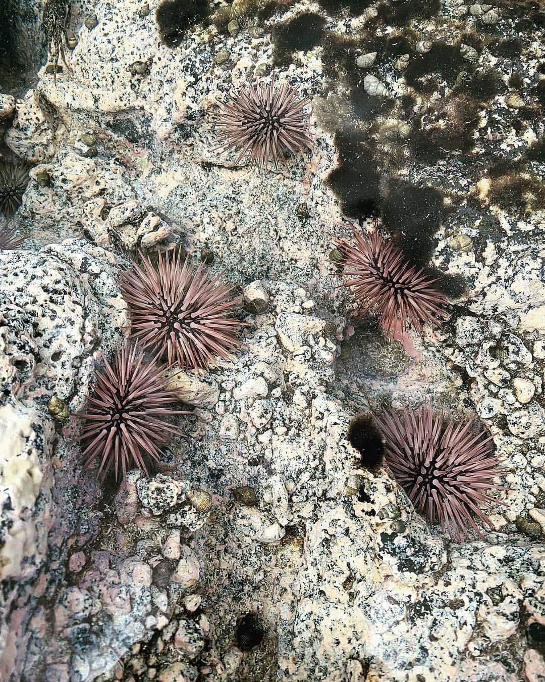 マリア・シャラポワのインスタグラム：「Sea Urchins among lava rocks」
