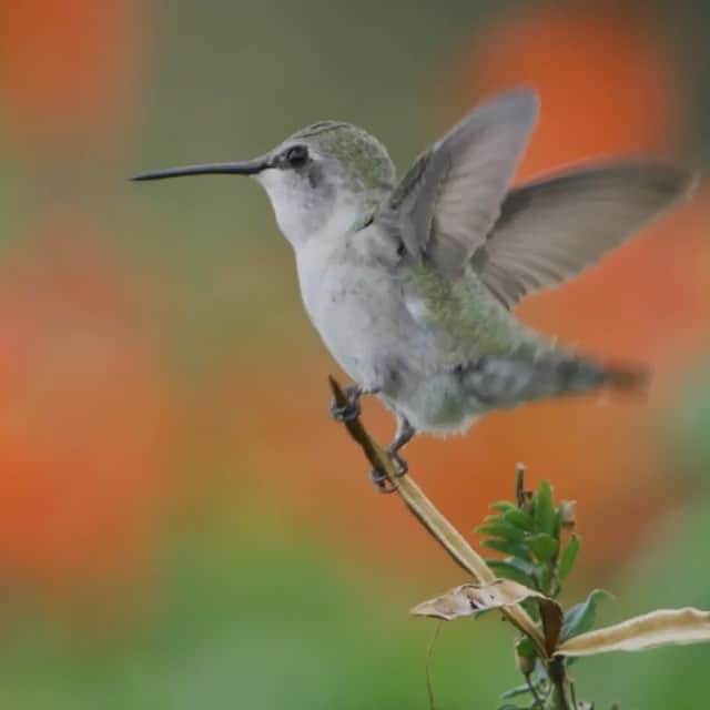 のインスタグラム：「Video by @timlaman | Did you know that hummingbirds can’t walk at all? Their little legs and feet are used only for perching. But who needs to walk when you can fly and land this precisely? Check out these landing shots of female and male Costa's, and juvenile rufous hummingbirds. How did I know where they would land? It’s all about being a patient observer of nature. Birds are creatures of habit and often come back to the same perch. Follow me @TimLaman to see my other hummingbird photos and videos as I celebrate the beauty of these incredible little birds.  #TL_WildlifePhotoTips #hummingbird #birds, #wildlifephotography #sunnylands」