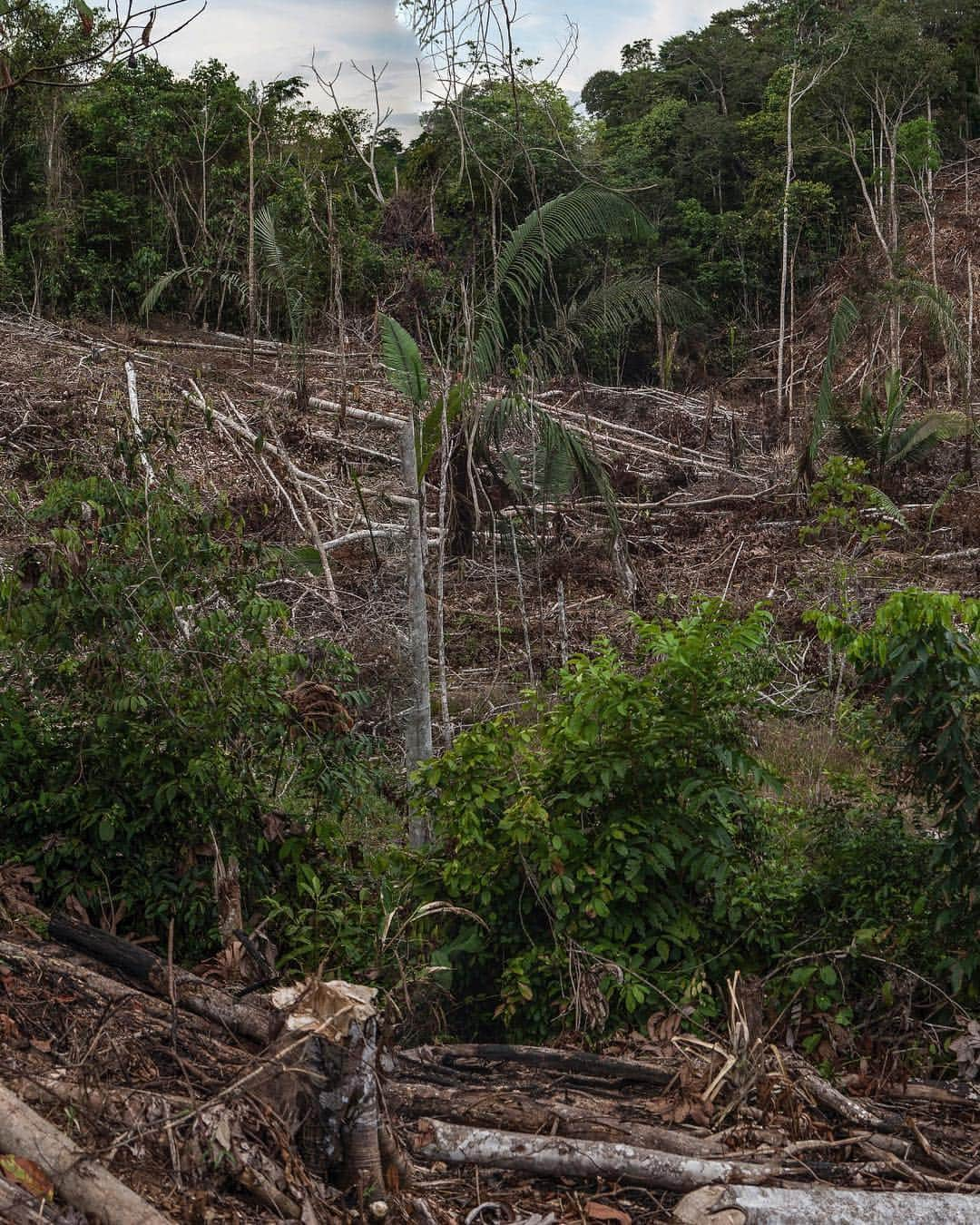 ジョン・スタンメイヤーさんのインスタグラム写真 - (ジョン・スタンメイヤーInstagram)「Swipe - I was in Peru in 2006 on a @natgeo story about our biggest killer on earth. No, not by people, although it could be given the way we treat each other. It’s something tinier - mosquitos. ⠀⠀⠀⠀⠀⠀⠀⠀ Annually, there are roughly 200 million malaria cases, an estimated 400+ thousand malaria deaths worldwide. When an area of the Amazon east of Iquitos had a road asphalted in 2004, a dramatic effect occurred. Deforestation and rapid development, and rates of malaria skyrocketed...when trees are cut, the sun reaches pockets of rain, creating a perfect breeding ground for mosquitoes. ⠀⠀⠀⠀⠀⠀⠀⠀ Another killer is ourselves. We continue to tear apart our planet like children fight over candy, exacerbating weather and climate change, taking away the lungs of our earth. We’re living in precarious times where only collectively can we balance an extremely unbalanced world. - Photo #1: To do this story properly, I didn’t want to be more privilege than the kind people who allowed me into their lives. As a test, I chose not to take any malaria prevention. Only 2 long sleeve shirts, 2 trousers, a mosquito net and an occasional insect coil. I never contracted malaria. ⠀⠀⠀⠀⠀⠀⠀⠀ Photo 2: Small scale farmers cut trees with an ax. Here, a total of 100x2000 meters of trees were turned to charcoal. Once clear of all trees, this once pristine part of the Peruvian Amazon became farmland. ⠀⠀⠀⠀⠀⠀⠀⠀ Photo 3: Cut trees to be turned into charcoal along the Iquitos-Nauta Highway. Without trees it becomes a perfect place for mosquitoes to breed. ⠀⠀⠀⠀⠀⠀⠀⠀ Photo 4: (Swipe) A family makes a living by cutting down small sections of the Peruvian Amazon, burning trees in a kiln for charcoal. Beginning in 2004, homes, farmland and families spread into the Amazon basin between Iquitos and Nauta, Peru. ⠀⠀⠀⠀⠀⠀⠀⠀ Photo 5 (swipe panorama): Larger scale deforestation for charcoal and farmland begins to spread after the Iquitos-Nauta Highway was completed in 2004. ⠀⠀⠀⠀⠀⠀⠀⠀ Photo 6: Full panorama. - @natgeo @natgeocreative #peru #amazon #peruvianamazon #malaria #deforestation #climatechange #selfportrait #selfie #rareselfie #fromtheotherside」4月13日 16時16分 - johnstanmeyer