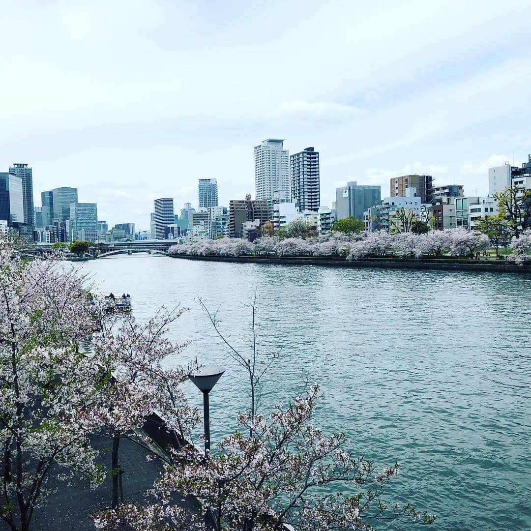 高本剛志さんのインスタグラム写真 - (高本剛志Instagram)「長居公園は満開。 造幣局の通り抜けは4分咲き。 クジラの骨はでかい。  #長居公園 #造幣局の通り抜け #花見 #クジラ」4月13日 14時56分 - takamoto76