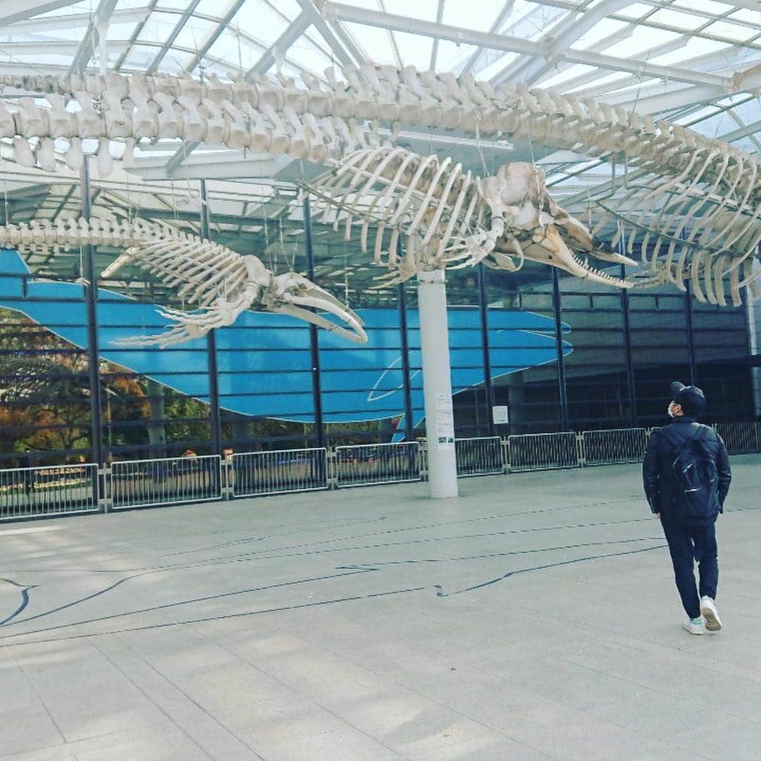 高本剛志さんのインスタグラム写真 - (高本剛志Instagram)「長居公園は満開。 造幣局の通り抜けは4分咲き。 クジラの骨はでかい。  #長居公園 #造幣局の通り抜け #花見 #クジラ」4月13日 14時56分 - takamoto76