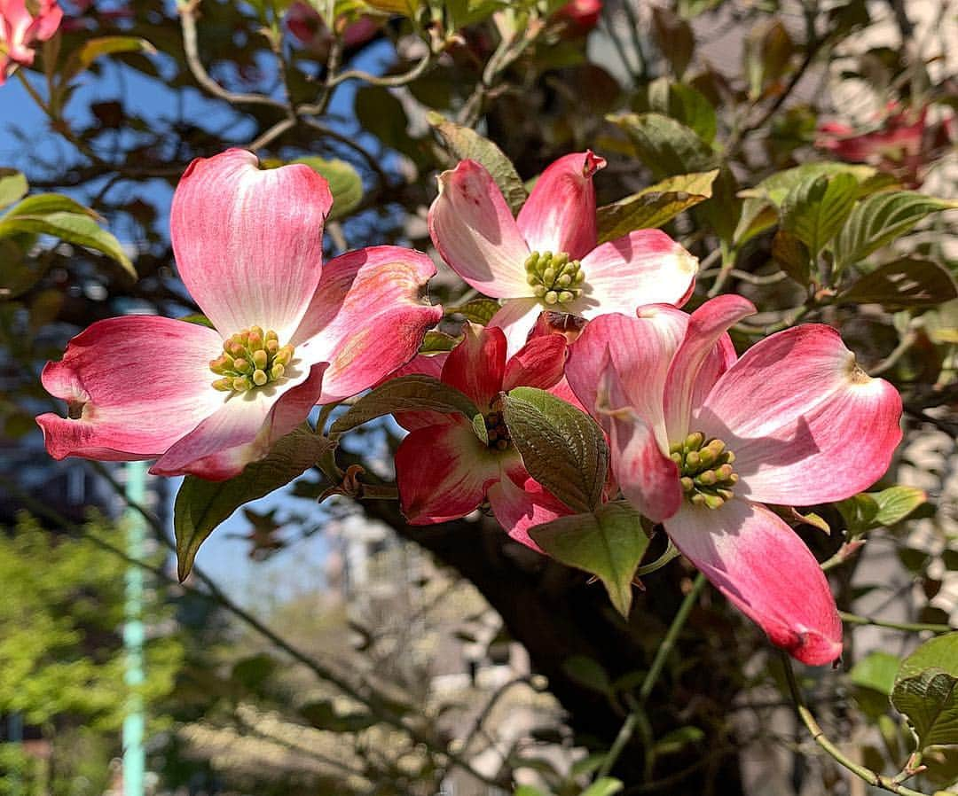 大石 征裕さんのインスタグラム写真 - (大石 征裕Instagram)4月13日 15時02分 - oishi_masahiro